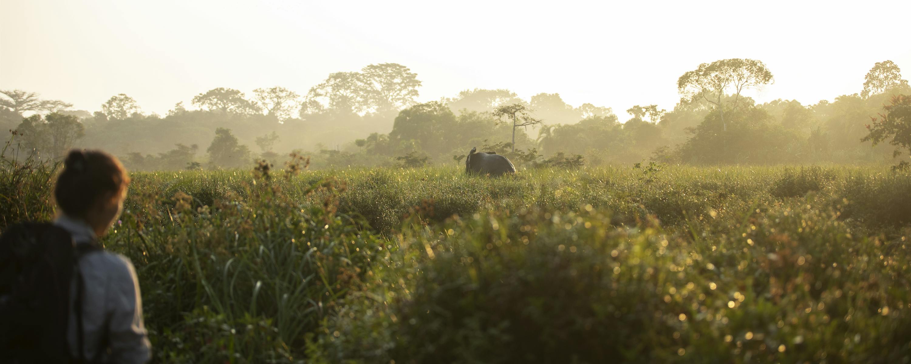 A traveler watches elephants emerging in a misty forest clearing at sunrise, with soft light in the haze.