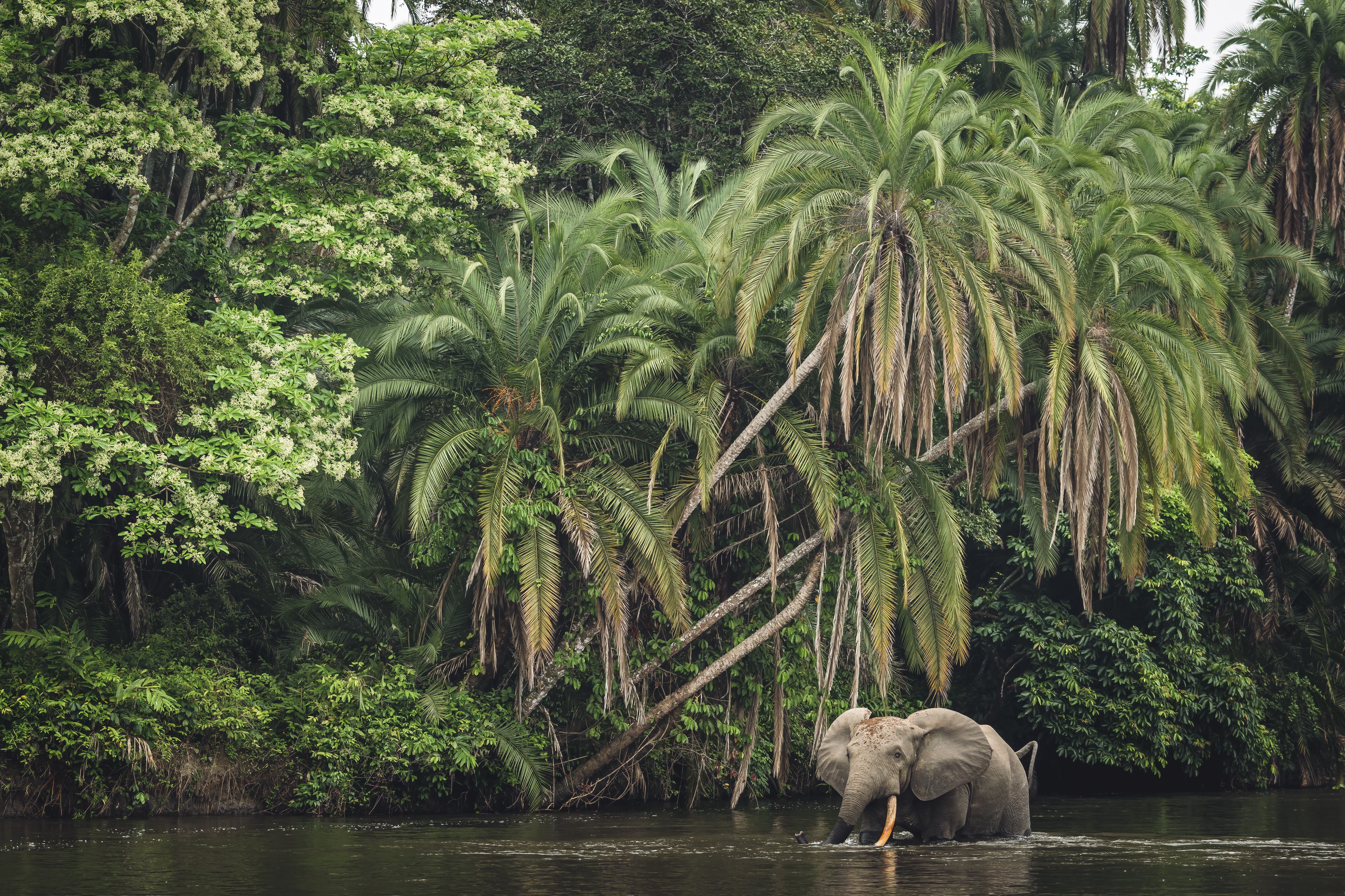 A forest elephant stands chest-deep in a river, framed by dense rainforest and palm-lined banks in soft light.