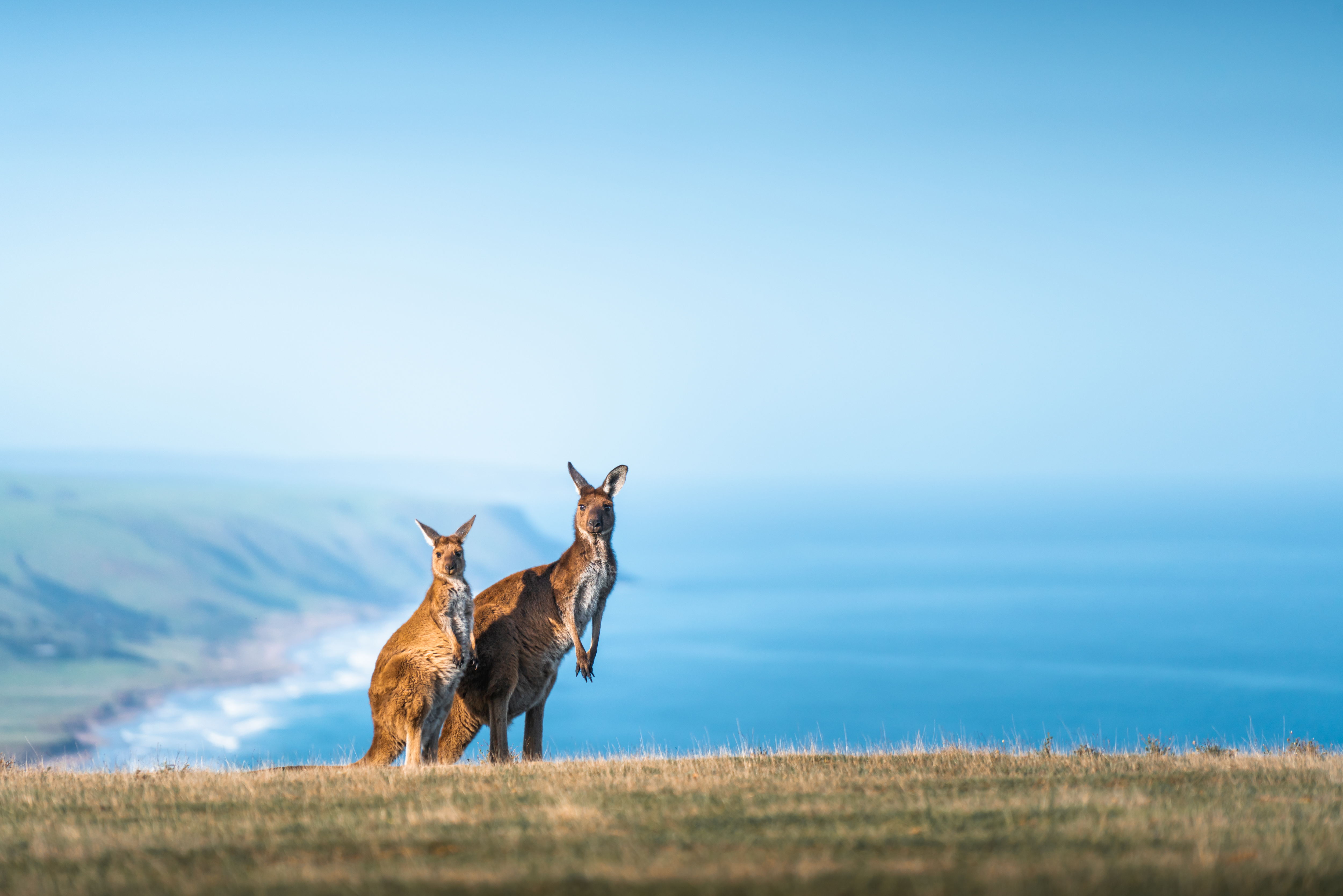 Two kangaroos stand on a grassy coastal bluff overlooking the ocean and distant headlands under blue sky.