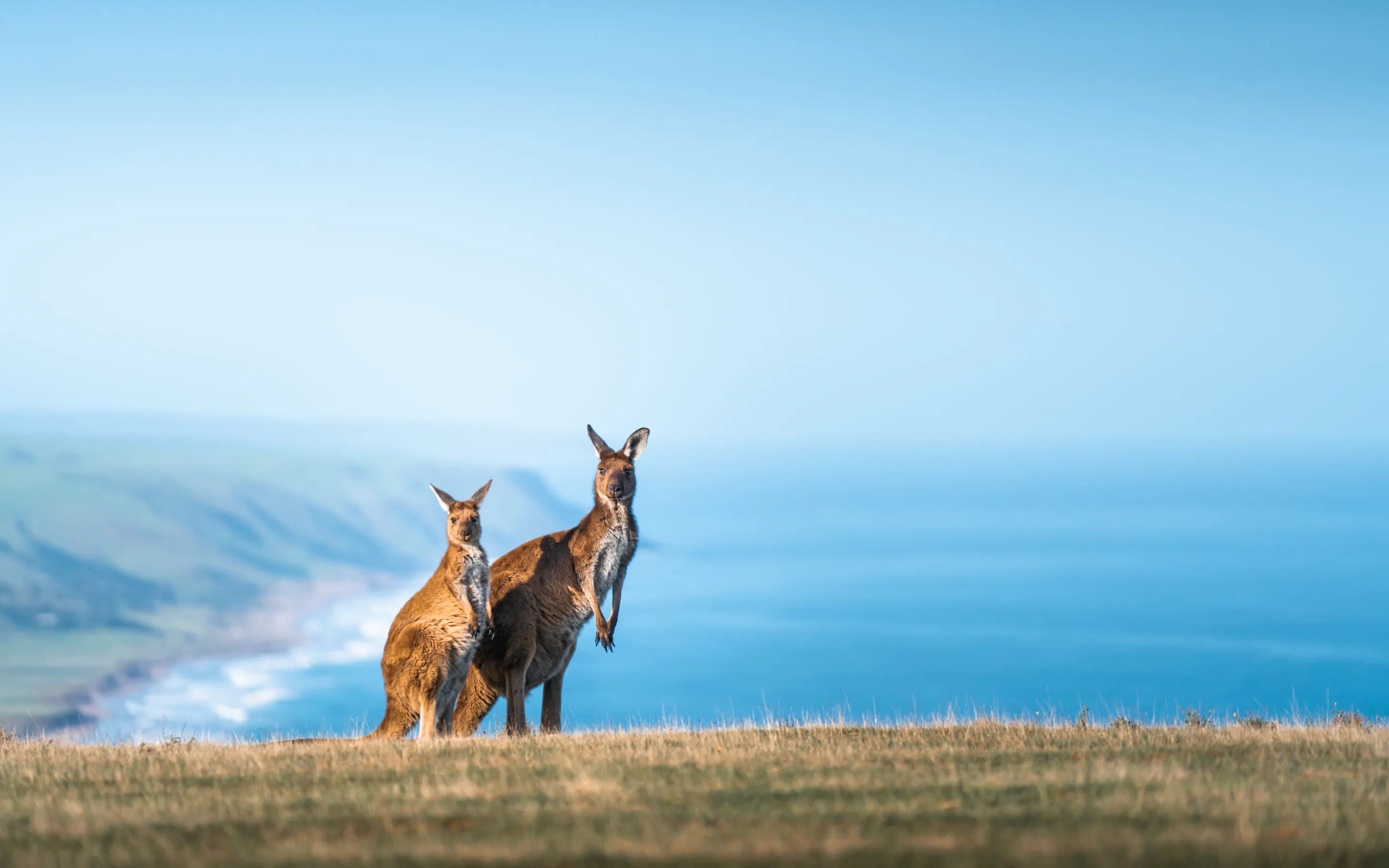 Two kangaroos stand on a grassy coastal bluff overlooking the ocean and distant headlands under blue sky.