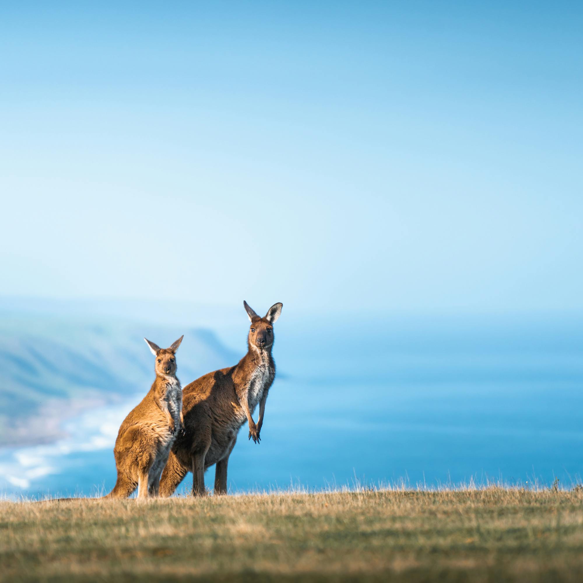 Two kangaroos stand on a grassy coastal bluff overlooking the ocean and distant headlands under blue sky.