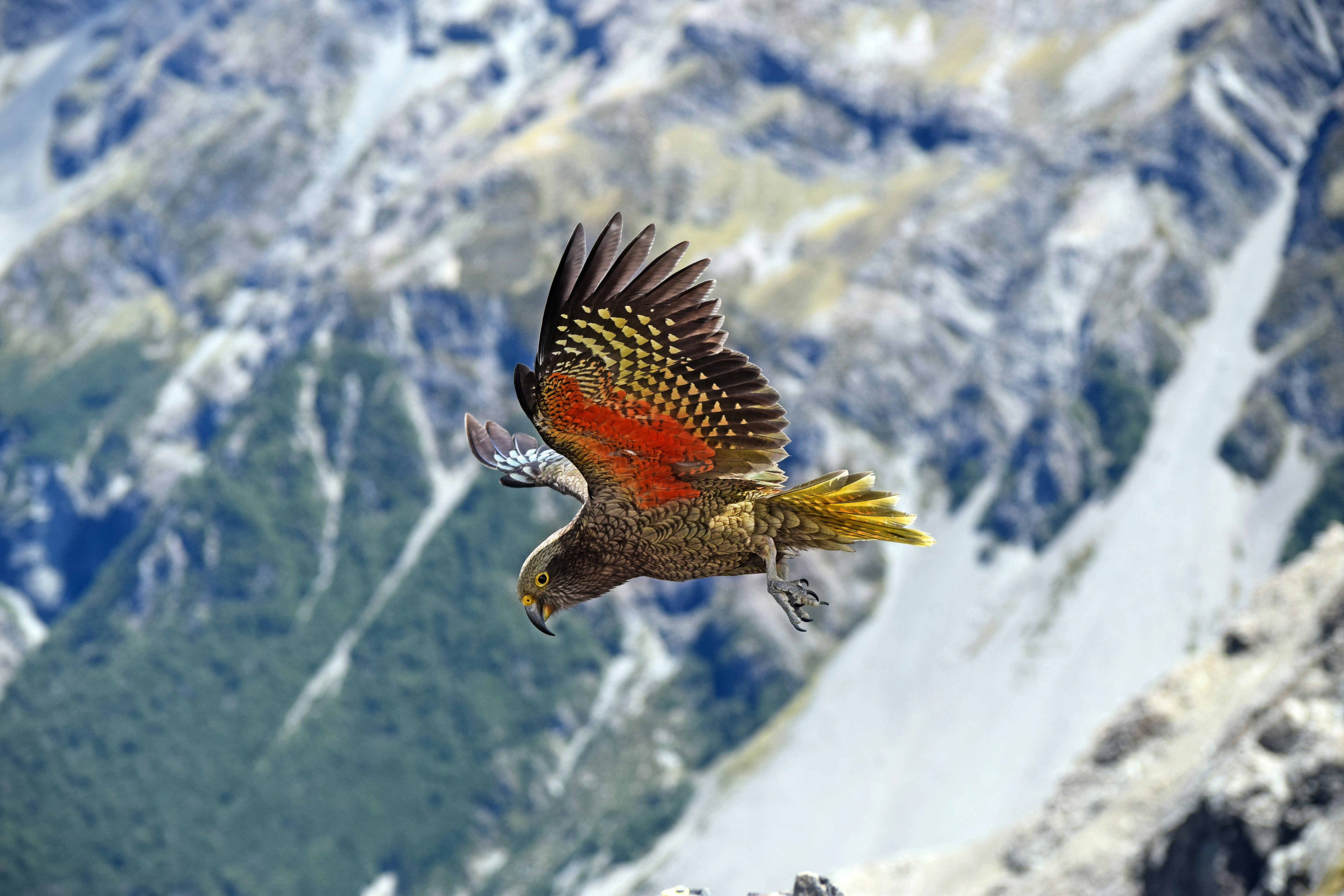 Large bird with spread wings soars past snowy cliffs, captured sharply against a blurred alpine backdrop.