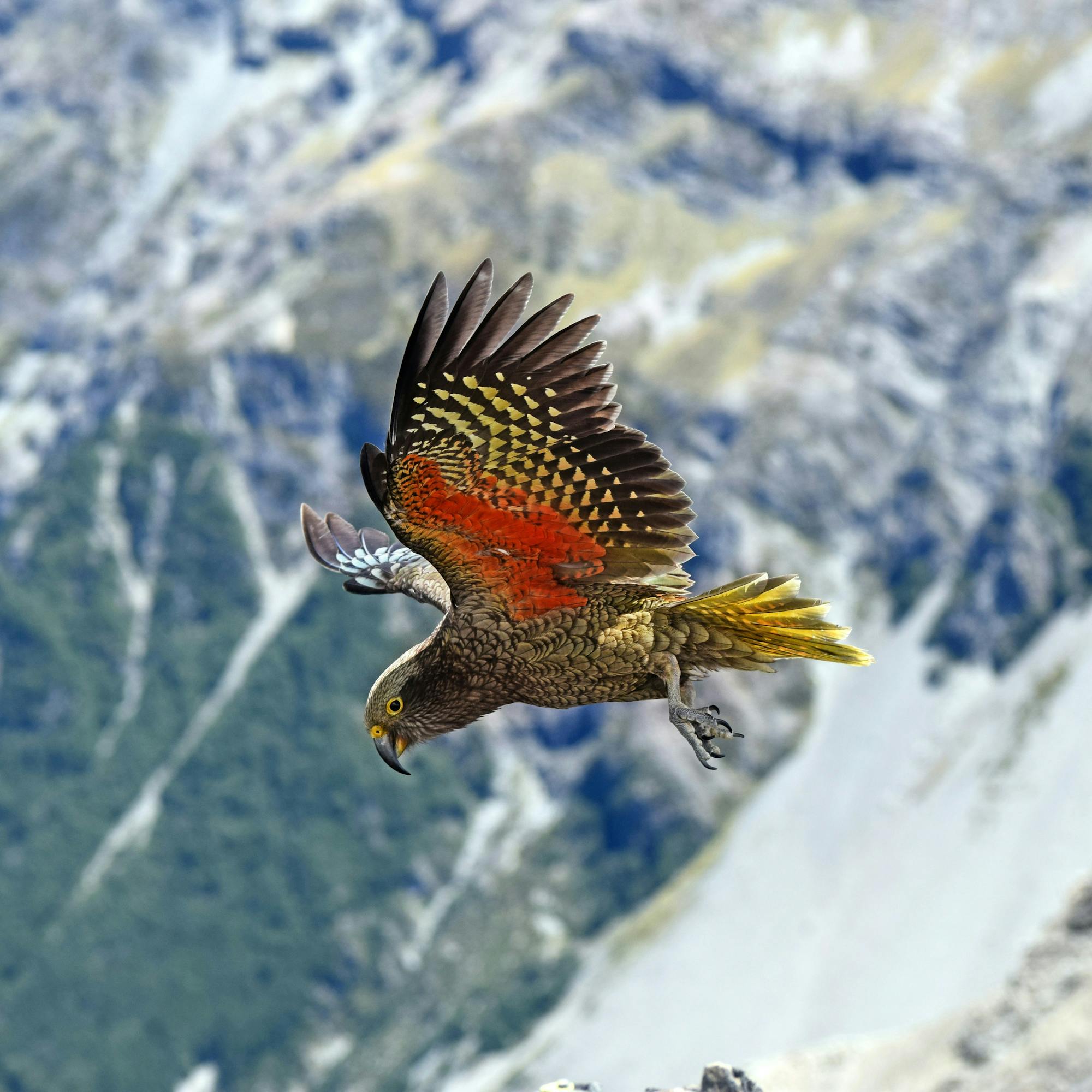 Large bird with spread wings soars past snowy cliffs, captured sharply against a blurred alpine backdrop.