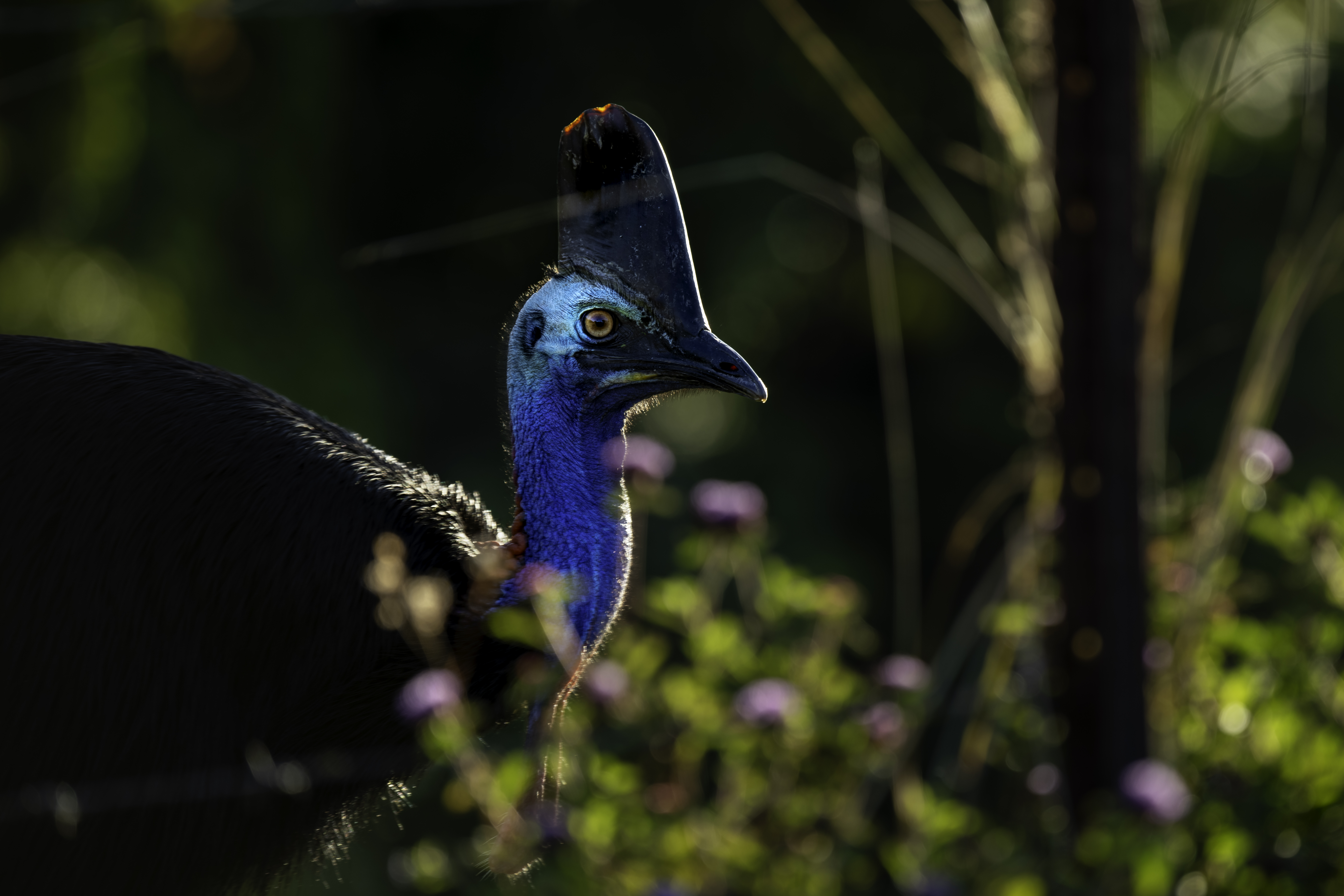 Close-up of a cassowary's blue face and casque, with glossy black feathers and rainforest greenery behind.