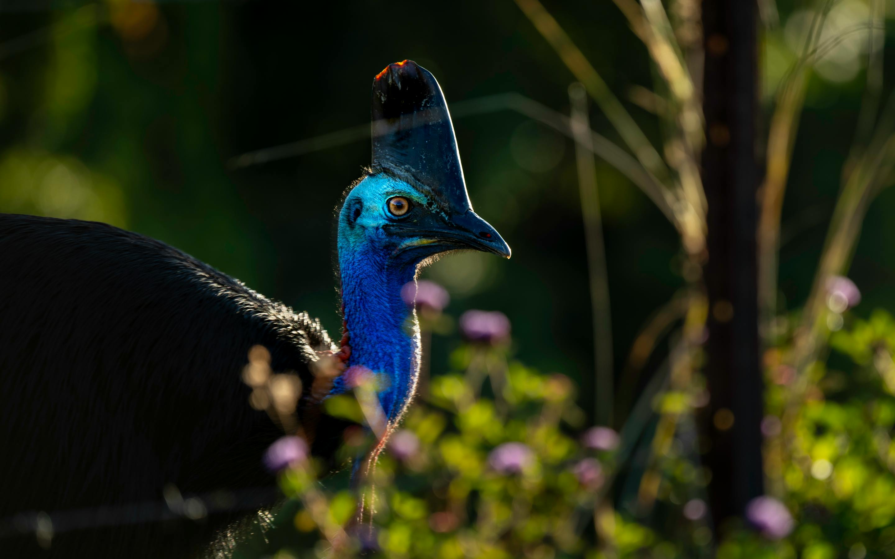 Close-up of a cassowary's blue face and casque, with glossy black feathers and rainforest greenery behind.