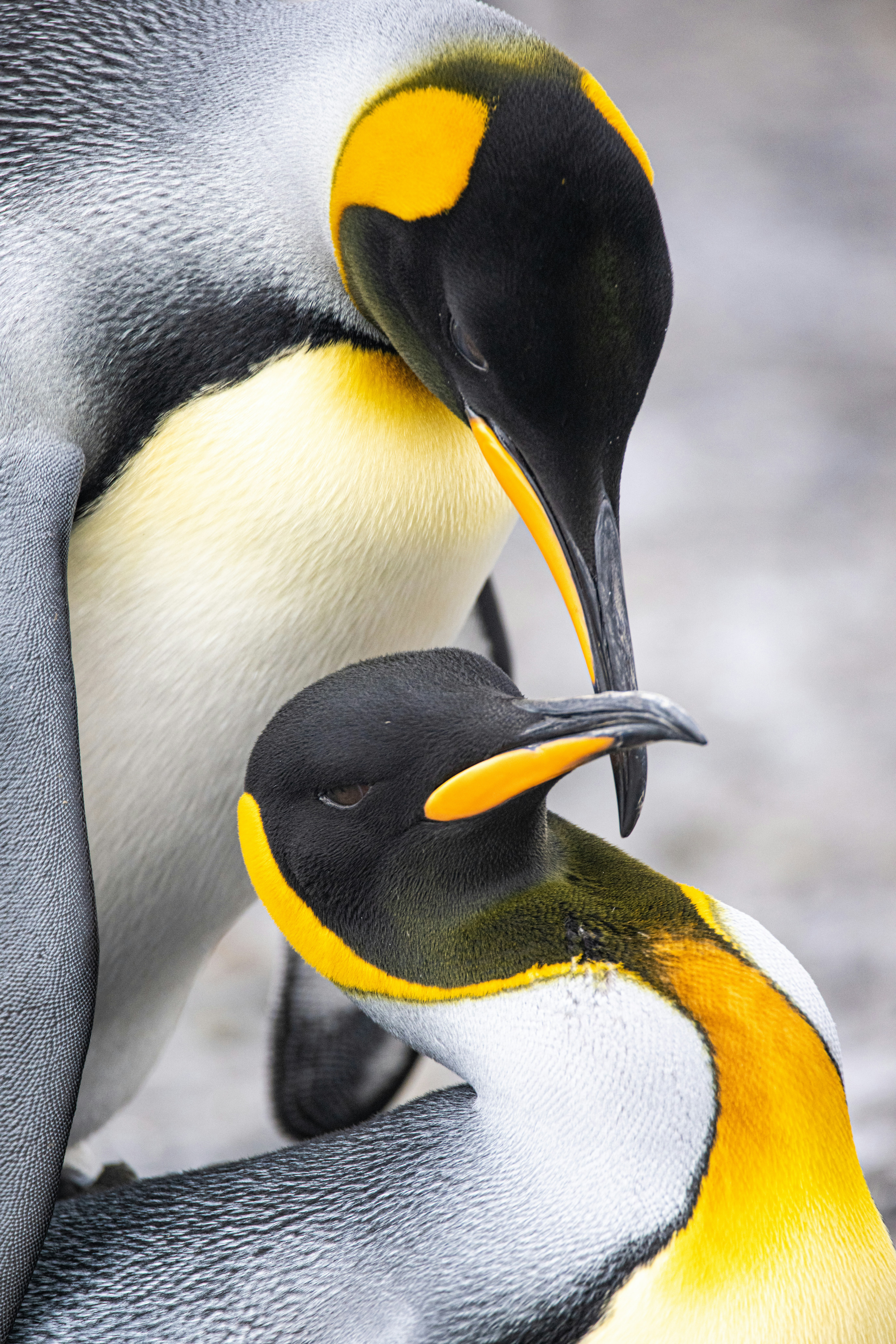 Two penguins stand close together on snow, their yellow and black neck markings vivid against the white landscape.