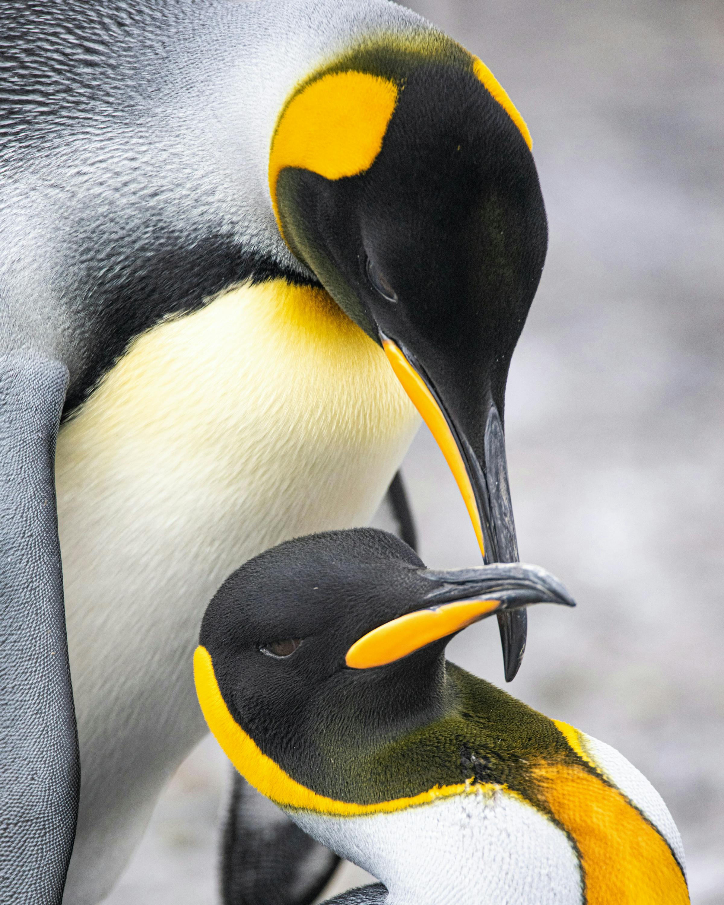Two penguins stand close together on snow, their yellow and black neck markings vivid against the white landscape.