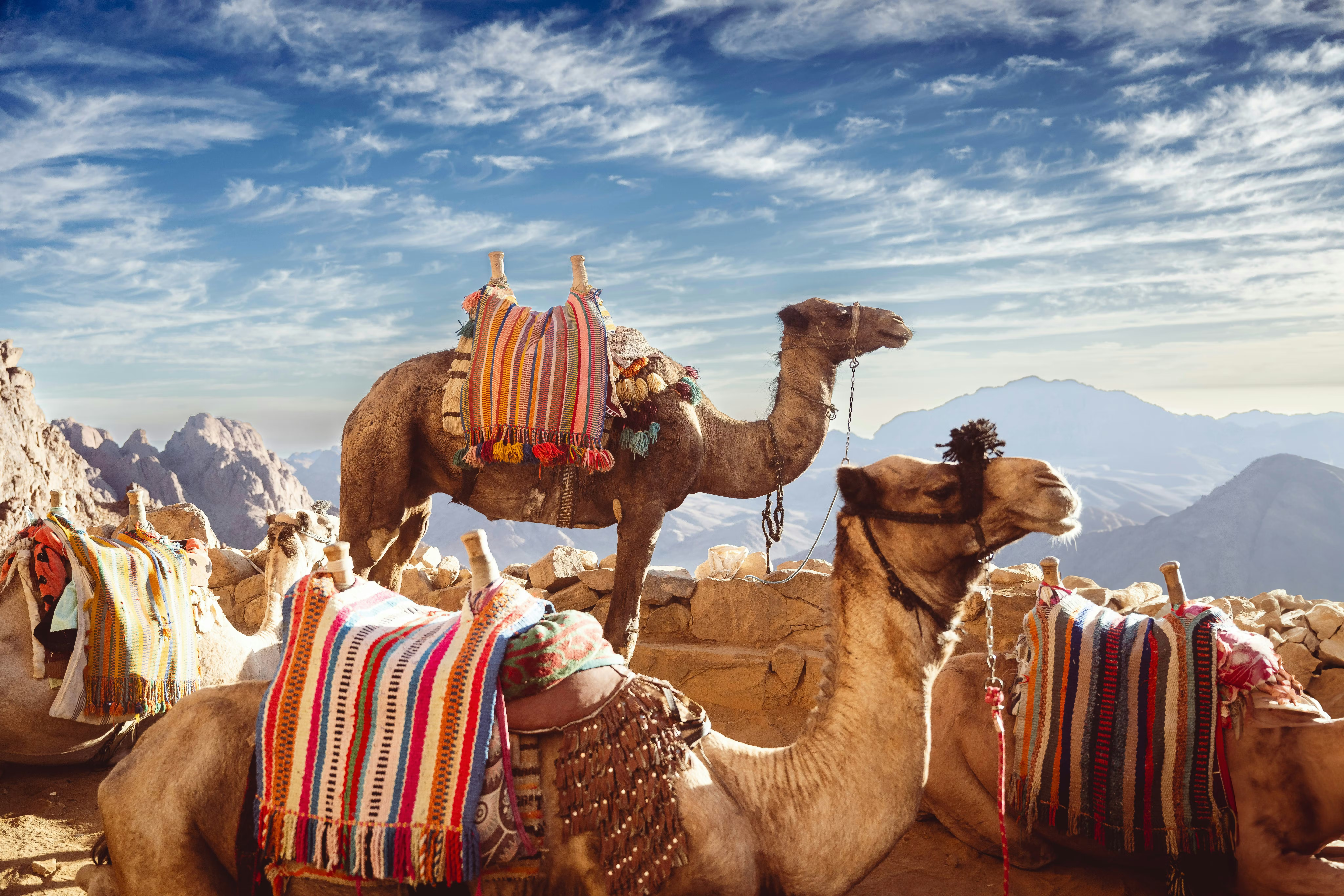 Camels with colorful blankets on rocky ground with mountains under a blue sky.