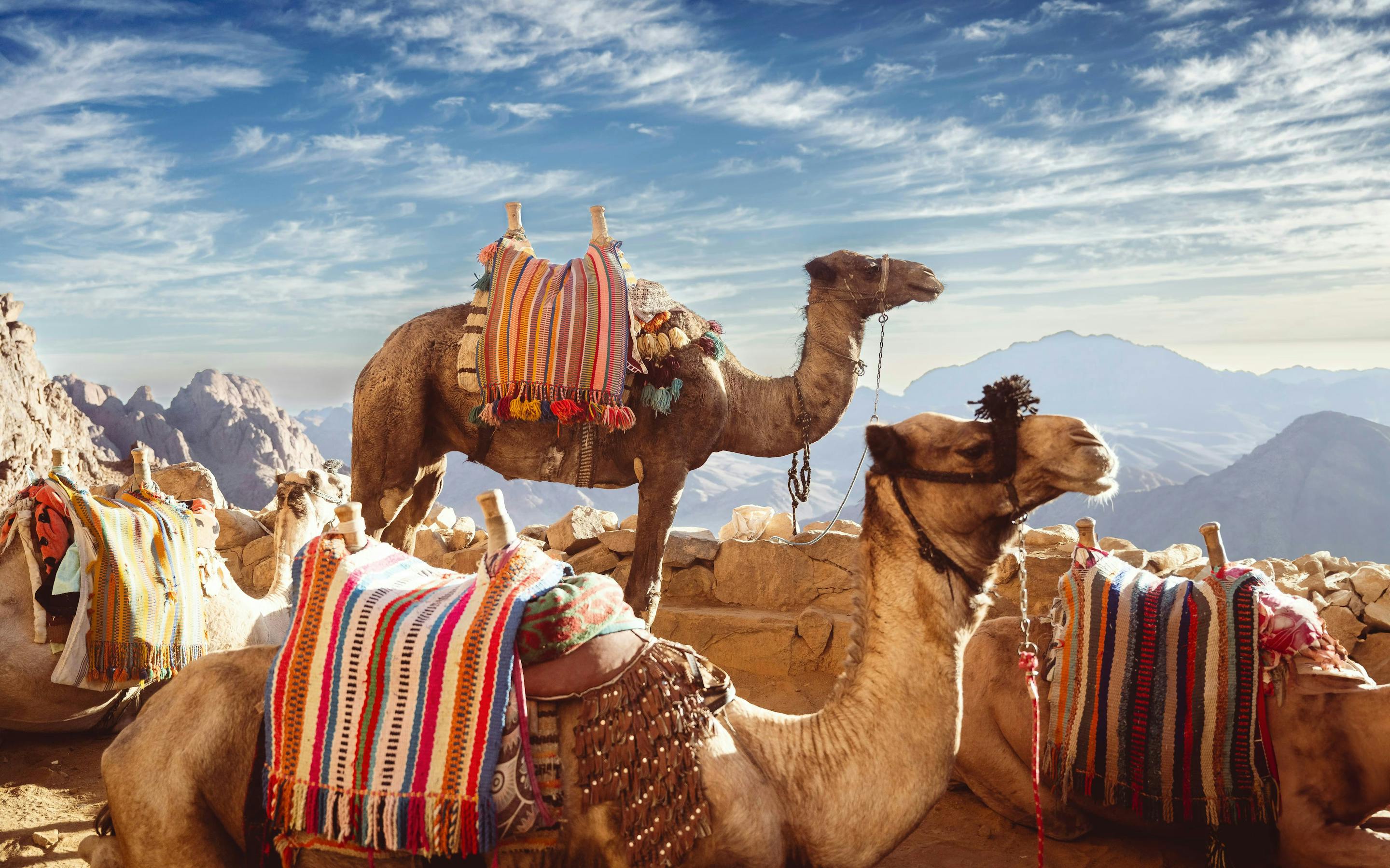 Camels with colorful blankets on rocky ground with mountains under a blue sky.