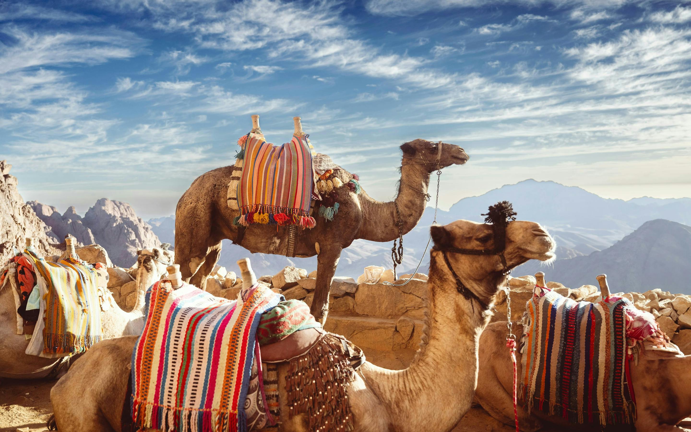 Camels with colorful blankets on rocky ground with mountains under a blue sky.