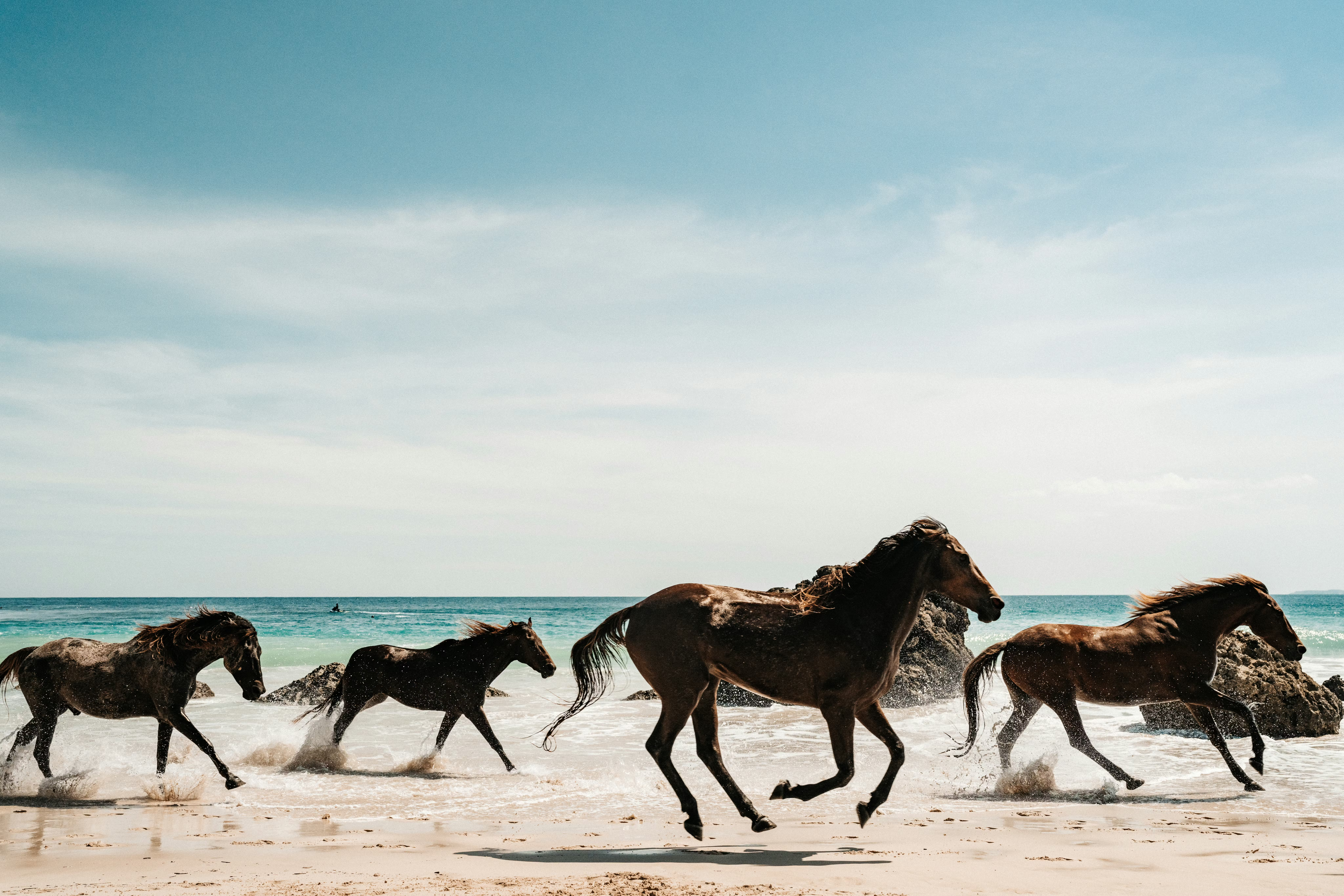 Horses run along a sandy beach beside the ocean under a clear sky.