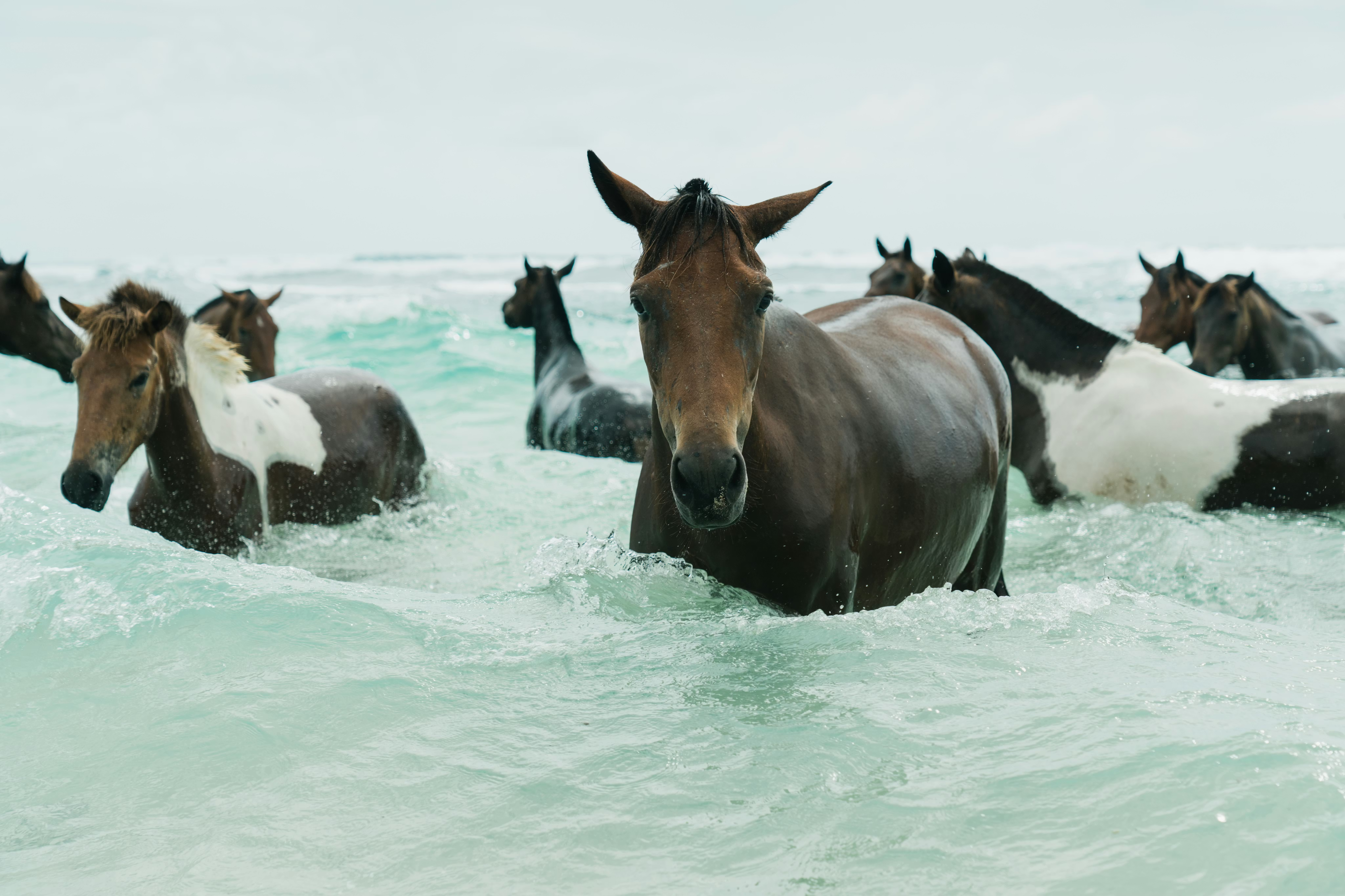 Horses wade through shallow turquoise water, with white foam and a distant shoreline under clear sky under soft daylight.