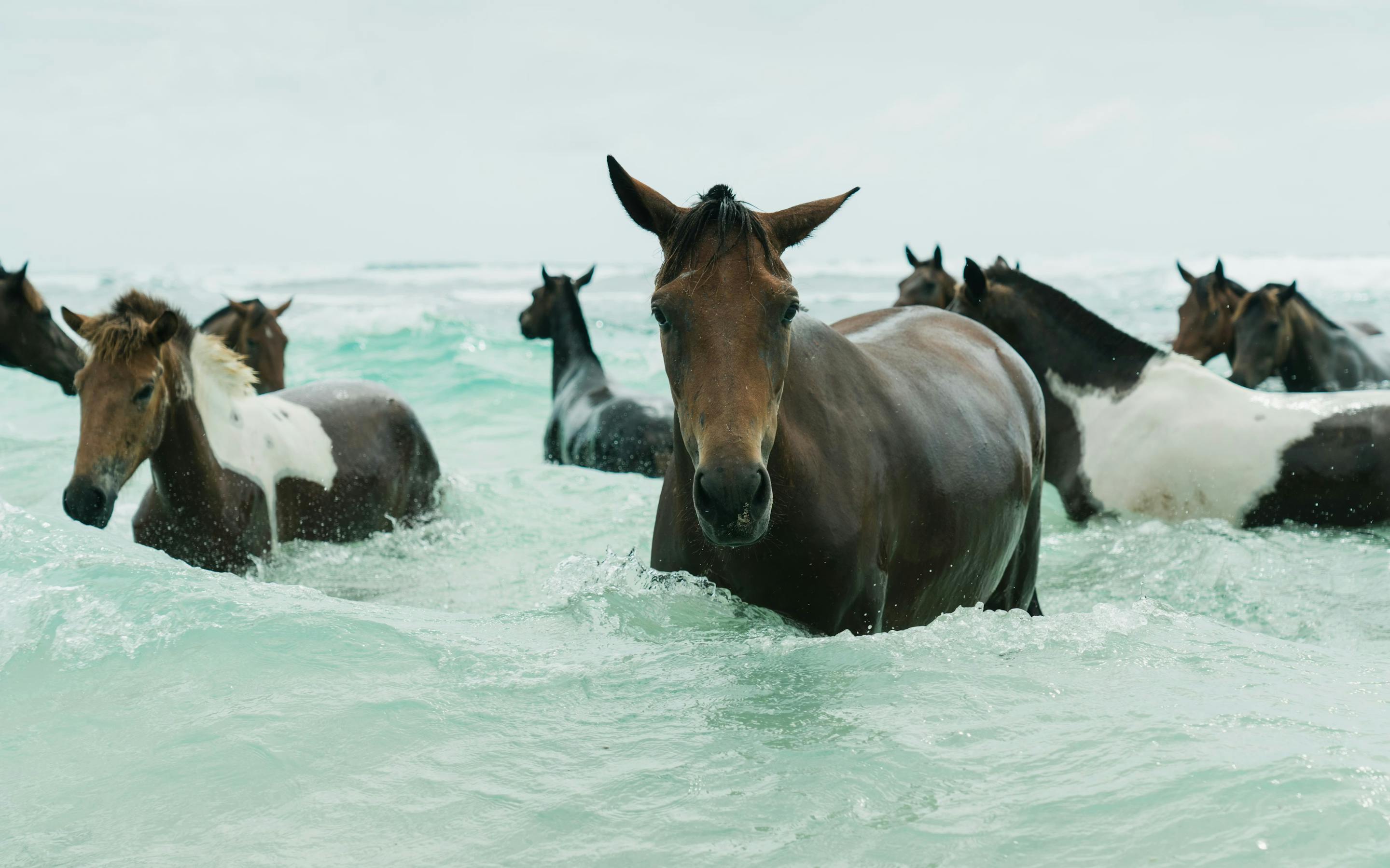 Horses wade through shallow turquoise water, with white foam and a distant shoreline under clear sky under soft daylight.