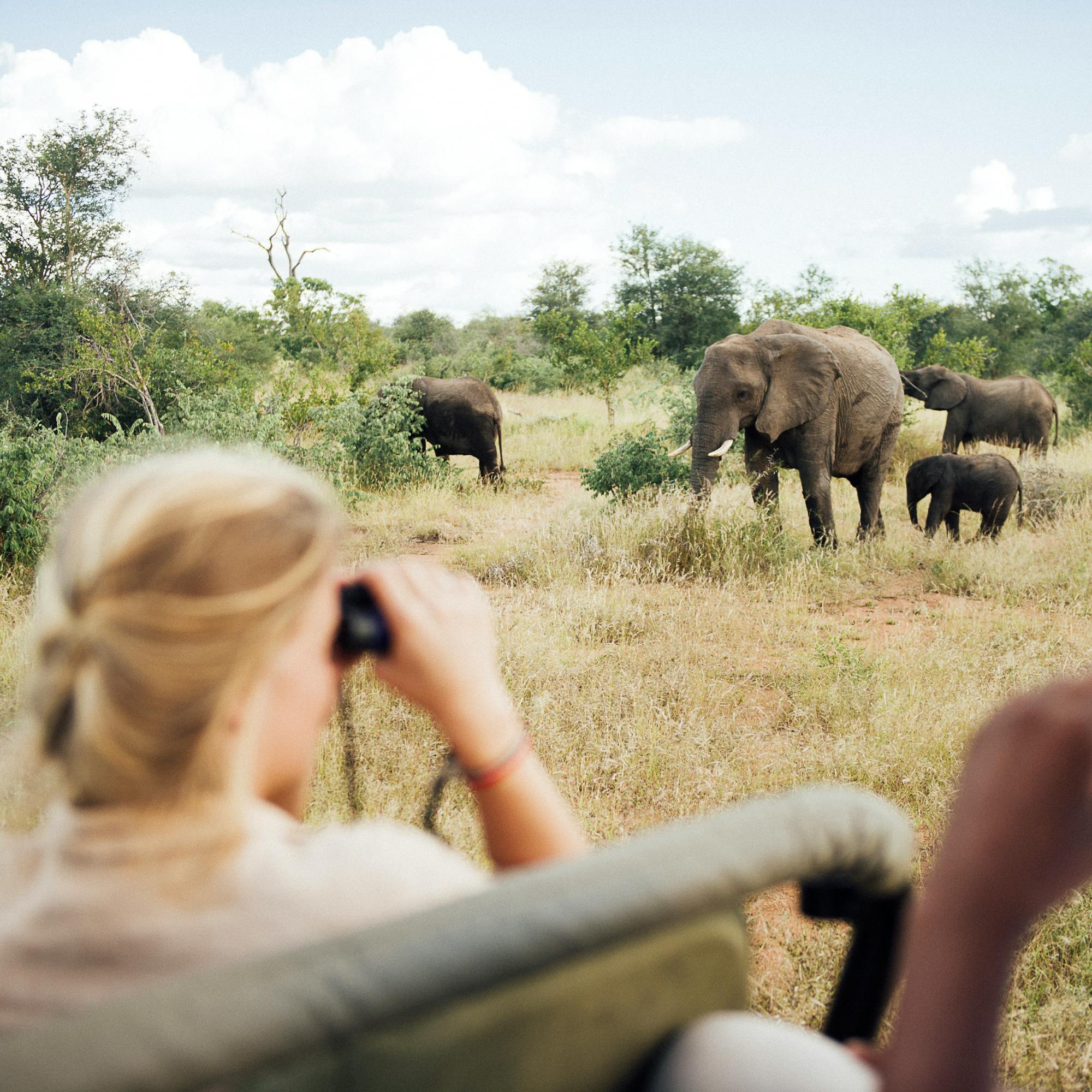 Guests on an open safari vehicle watch elephants ahead on the track, with tall grass and trees around them.