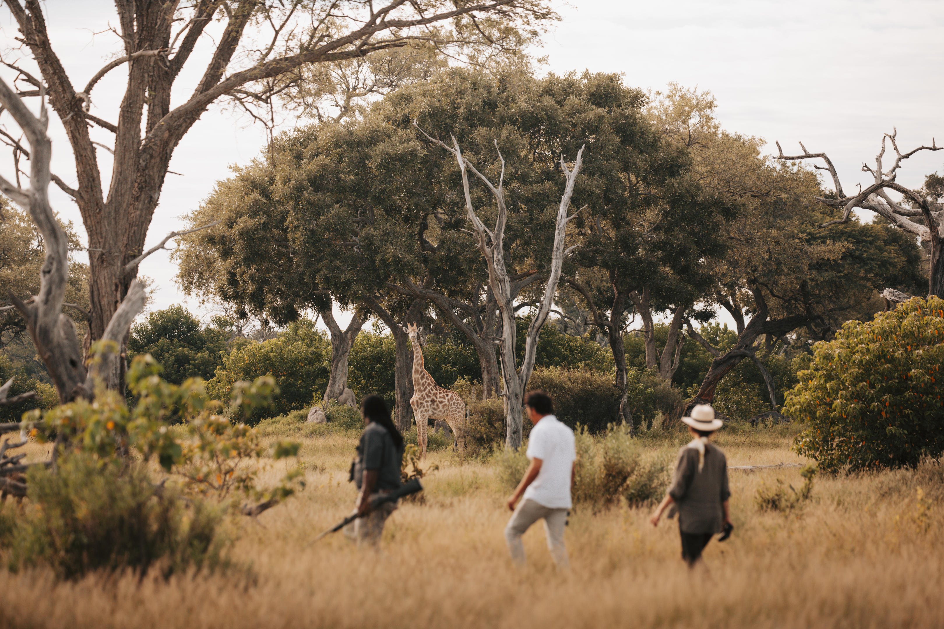 Two guests and a guide walk through tall grass on a guided safari, moving between trees on the Okavango floodplain, while watching a giraffe