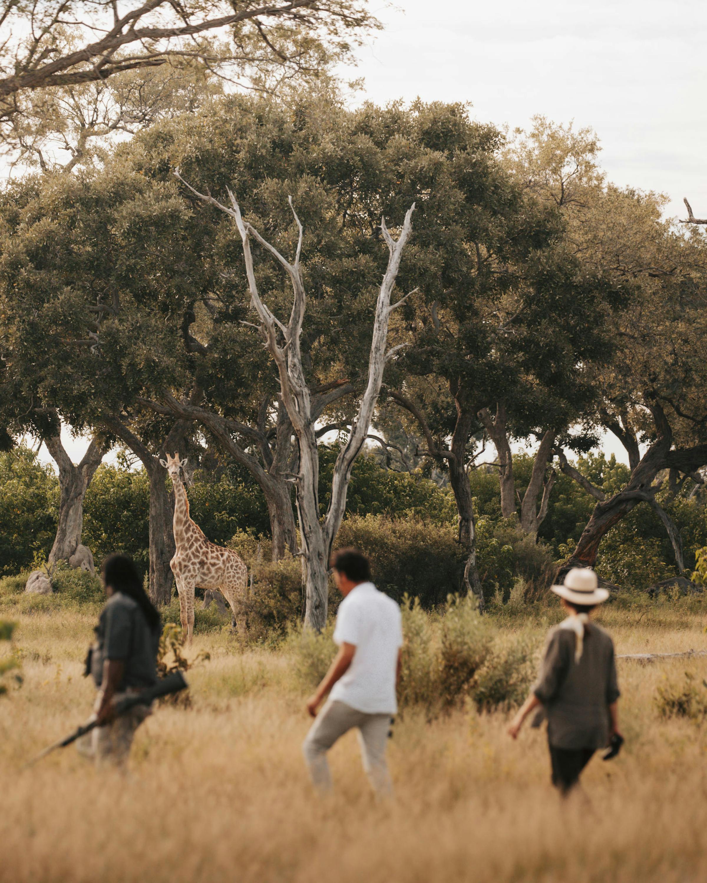 Two guests and a guide walk through tall grass on a guided safari, moving between trees on the Okavango floodplain, while watching a giraffe