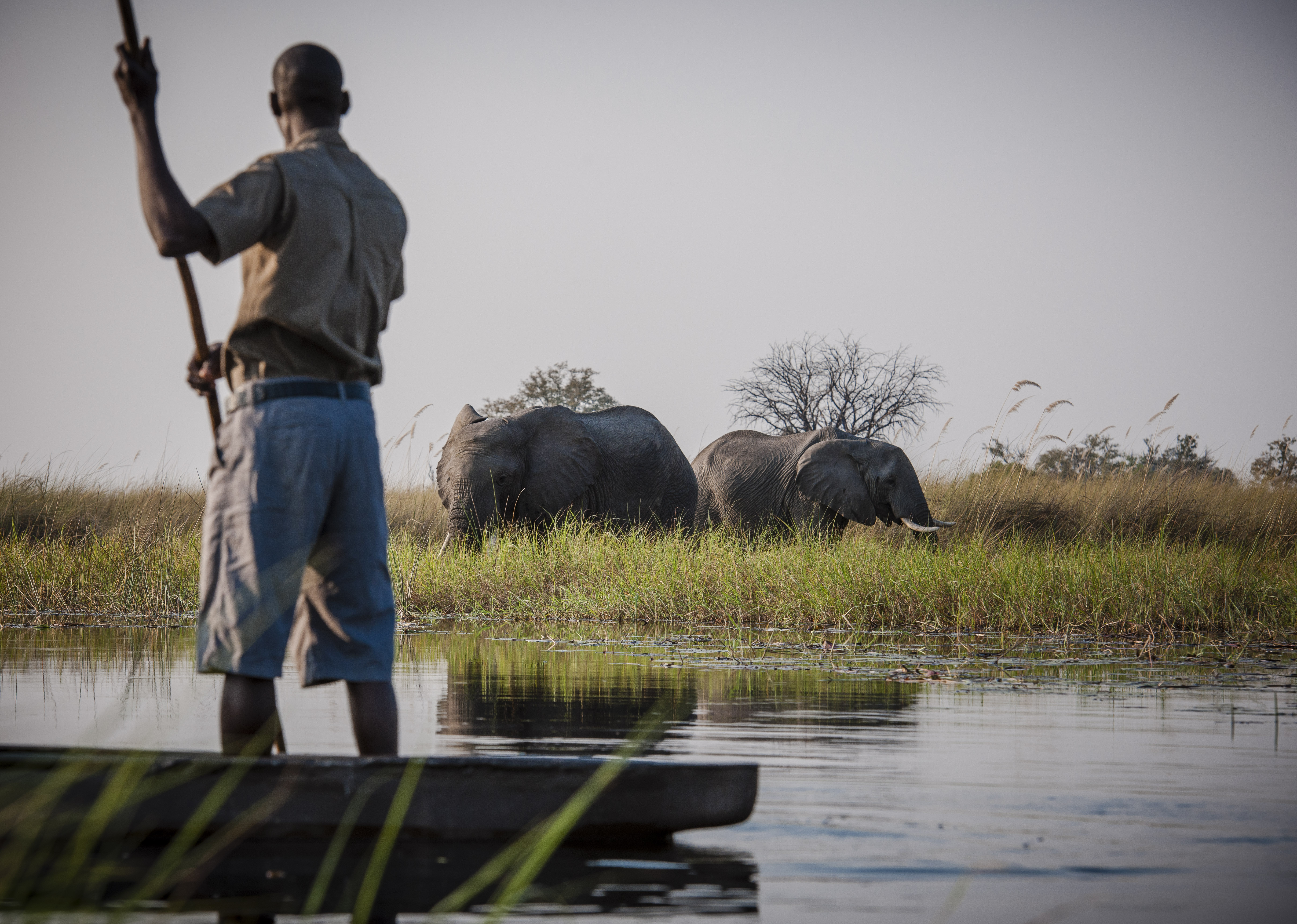 A mokoro poler pauses in shallow water as elephants wade nearby, their backs rising above reeds in the delta.