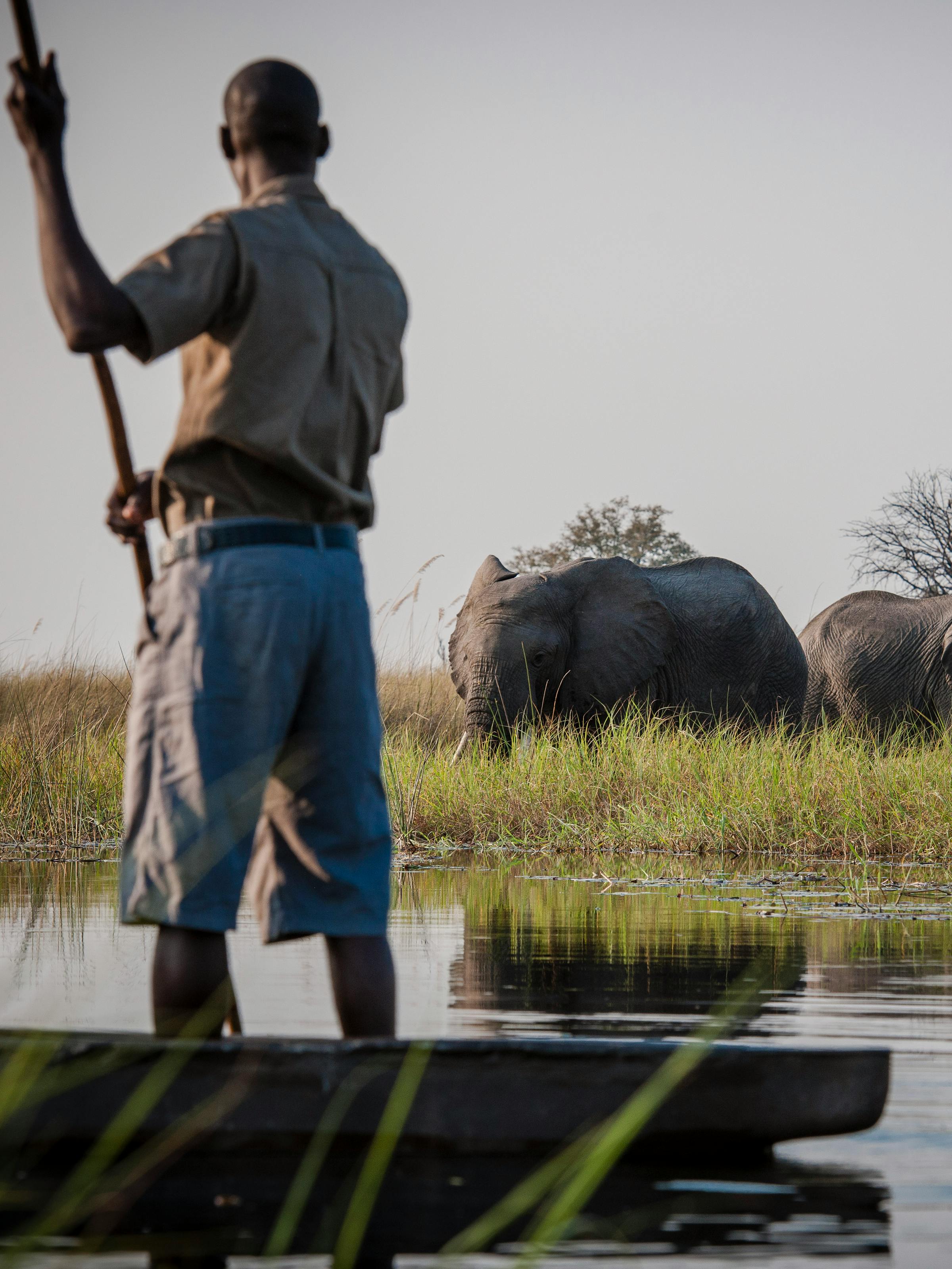 A mokoro poler pauses in shallow water as elephants wade nearby, their backs rising above reeds in the delta.