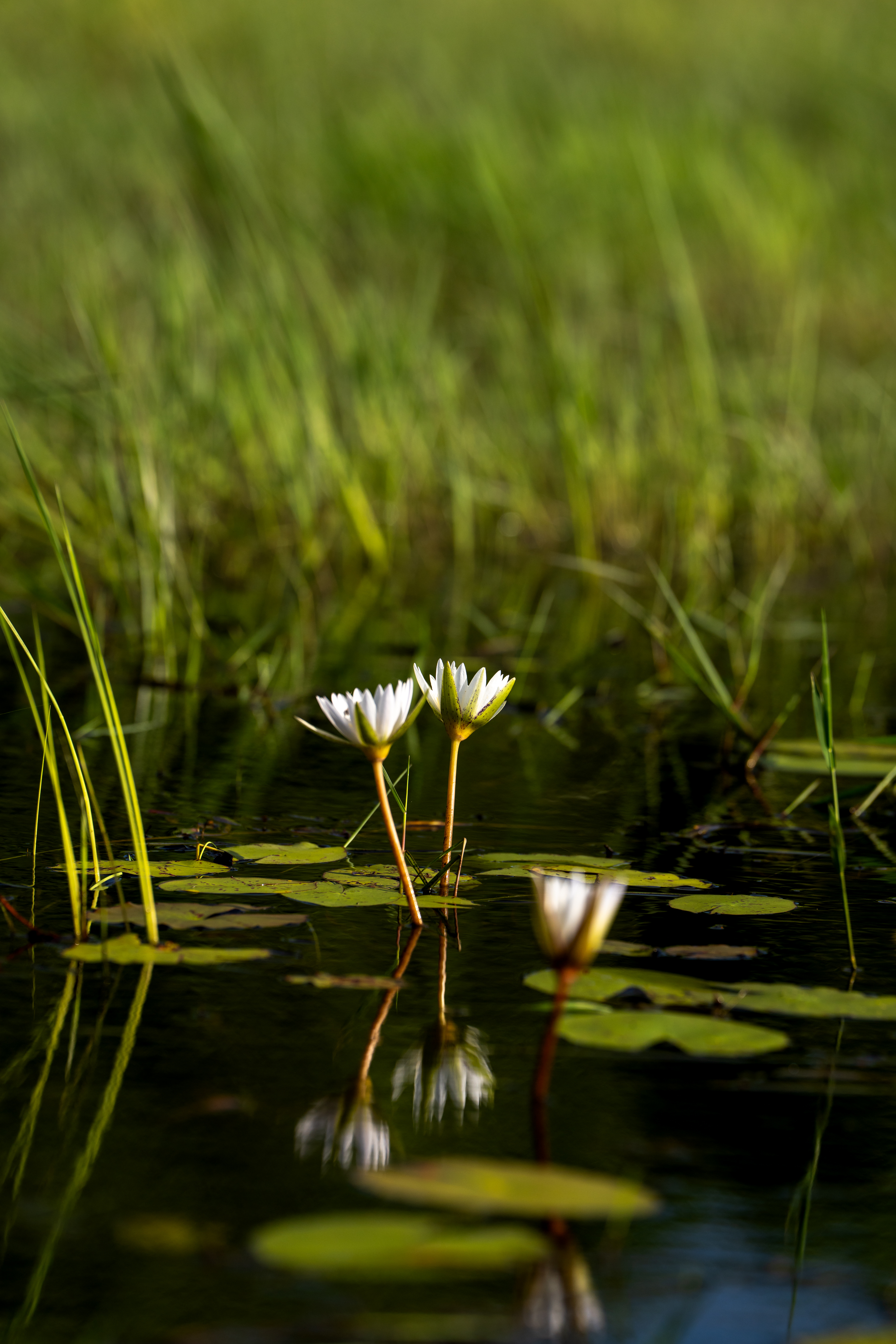 White water lilies bloom on a quiet pond, their petals reflected among green pads in the Okavango Delta below.