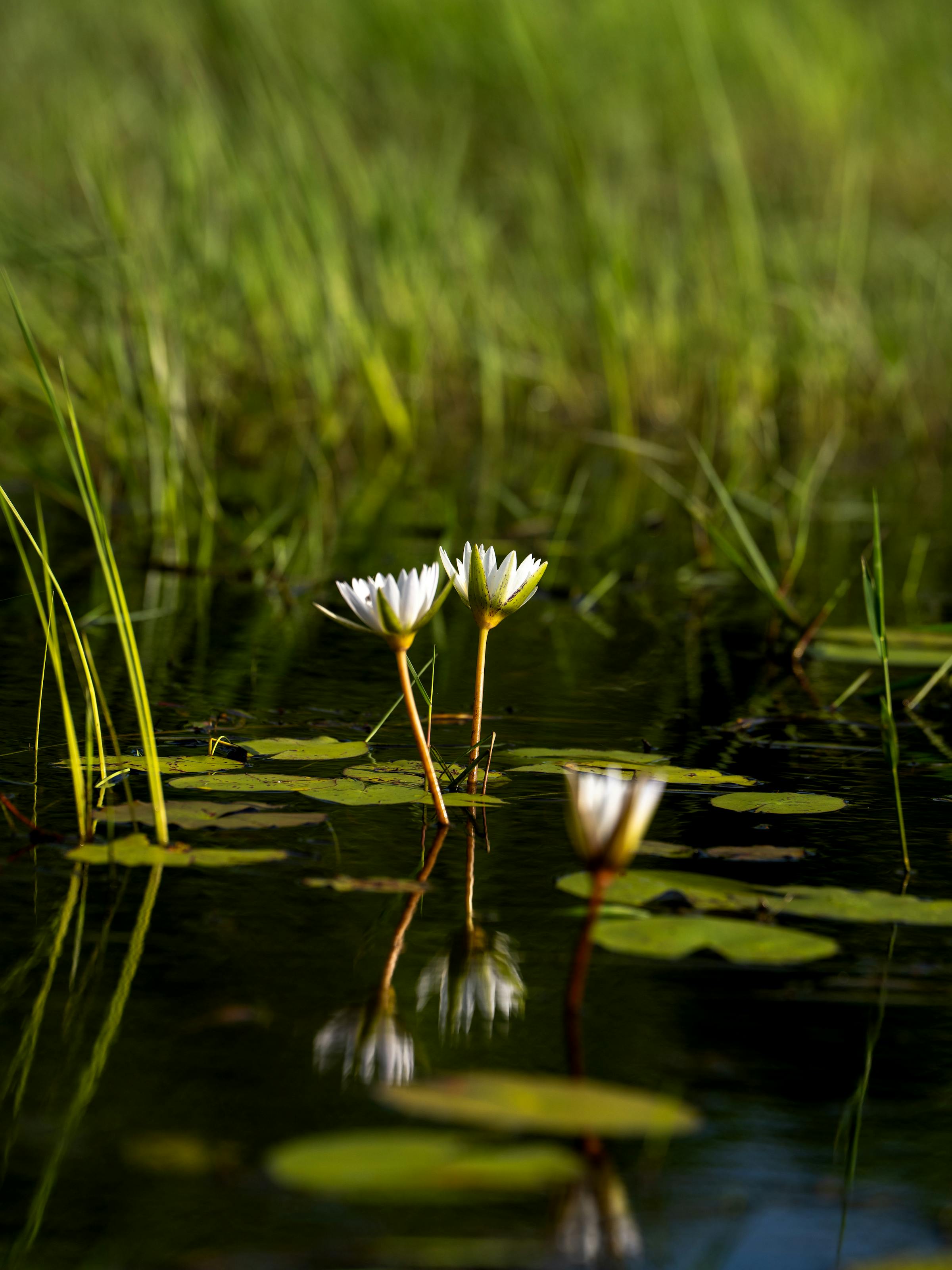 White water lilies bloom on a quiet pond, their petals reflected among green pads in the Okavango Delta below.