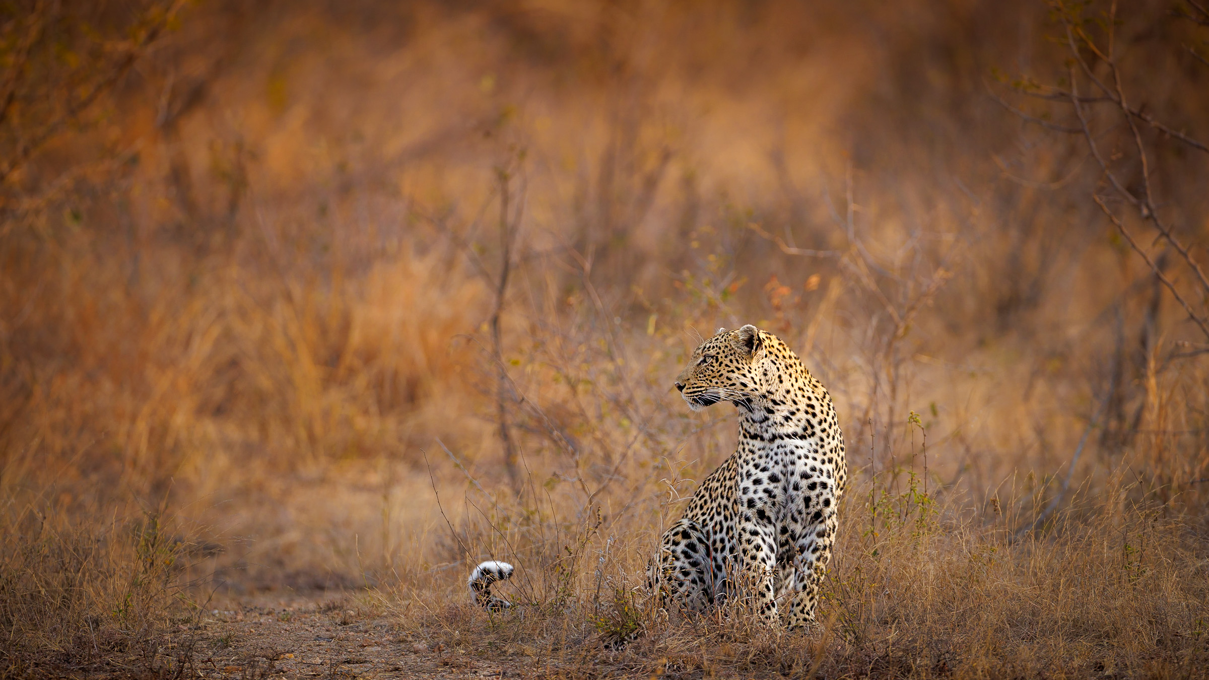 A leopard sits alert in tall dry grass, its spotted coat blending with warm bushveld tones in soft light.