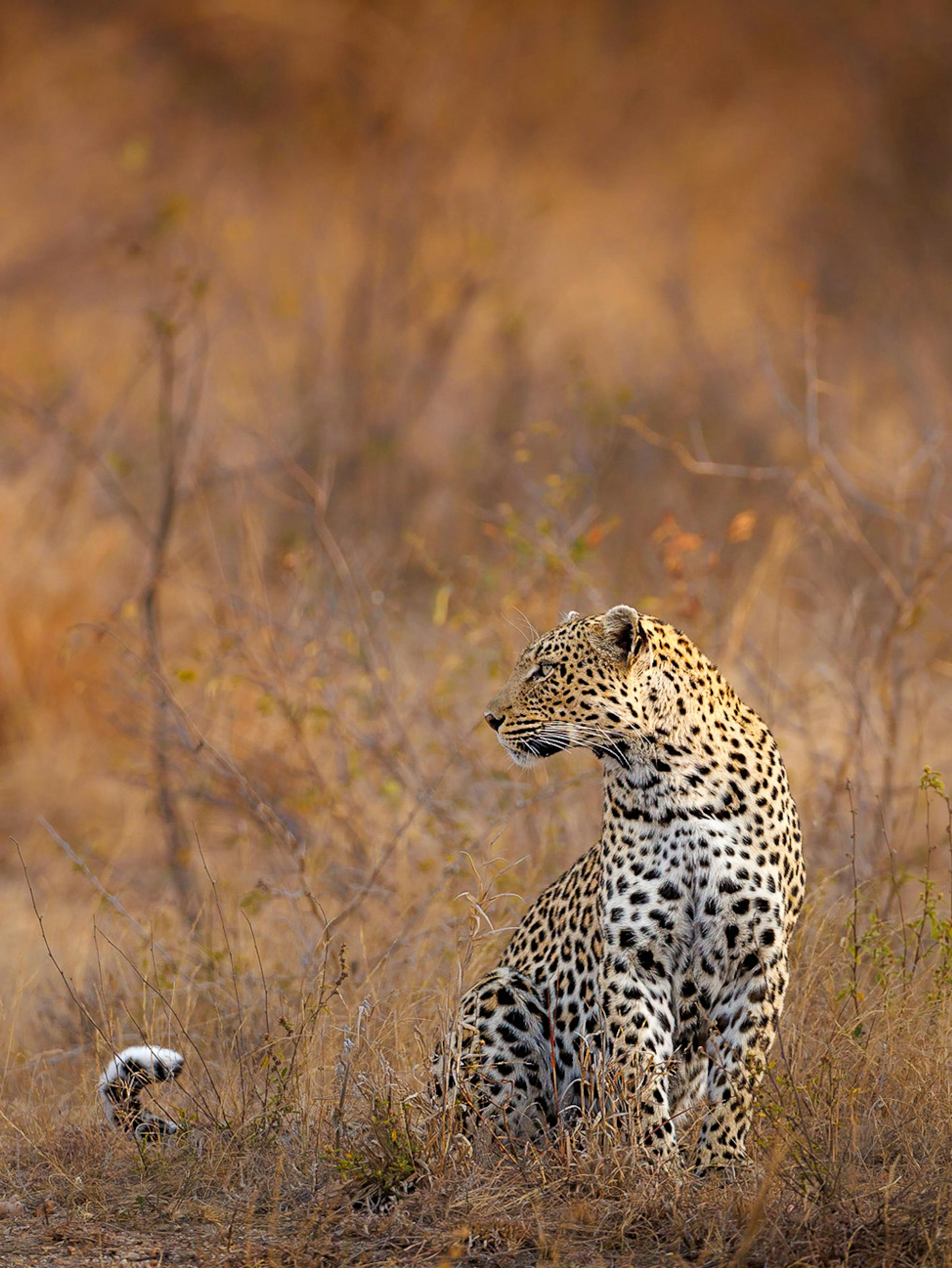 A leopard sits alert in tall dry grass, its spotted coat blending with warm bushveld tones in soft light.