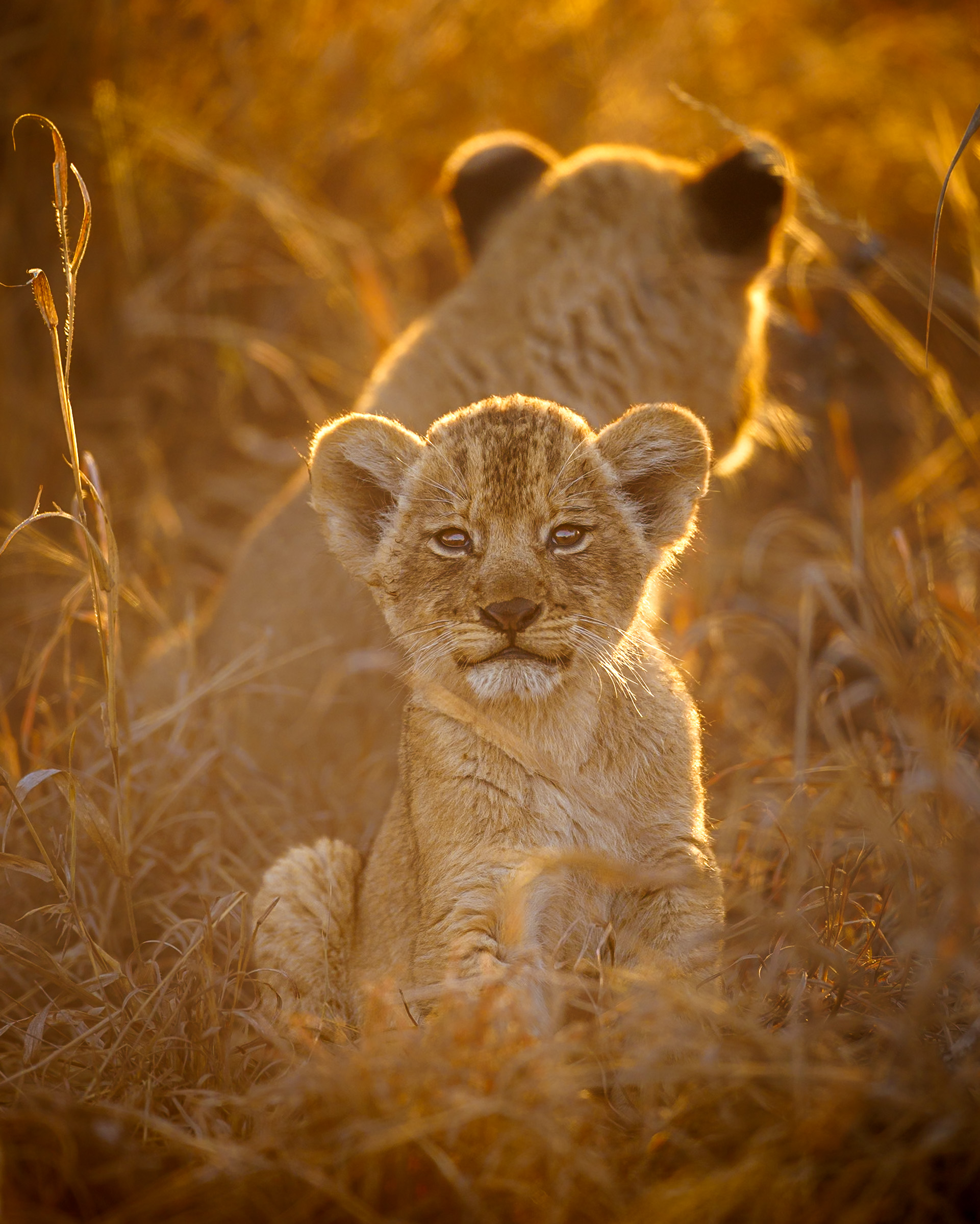 A young lion cub rests in sunlit grass, looking toward the camera while another lion lies softly out of focus behind.