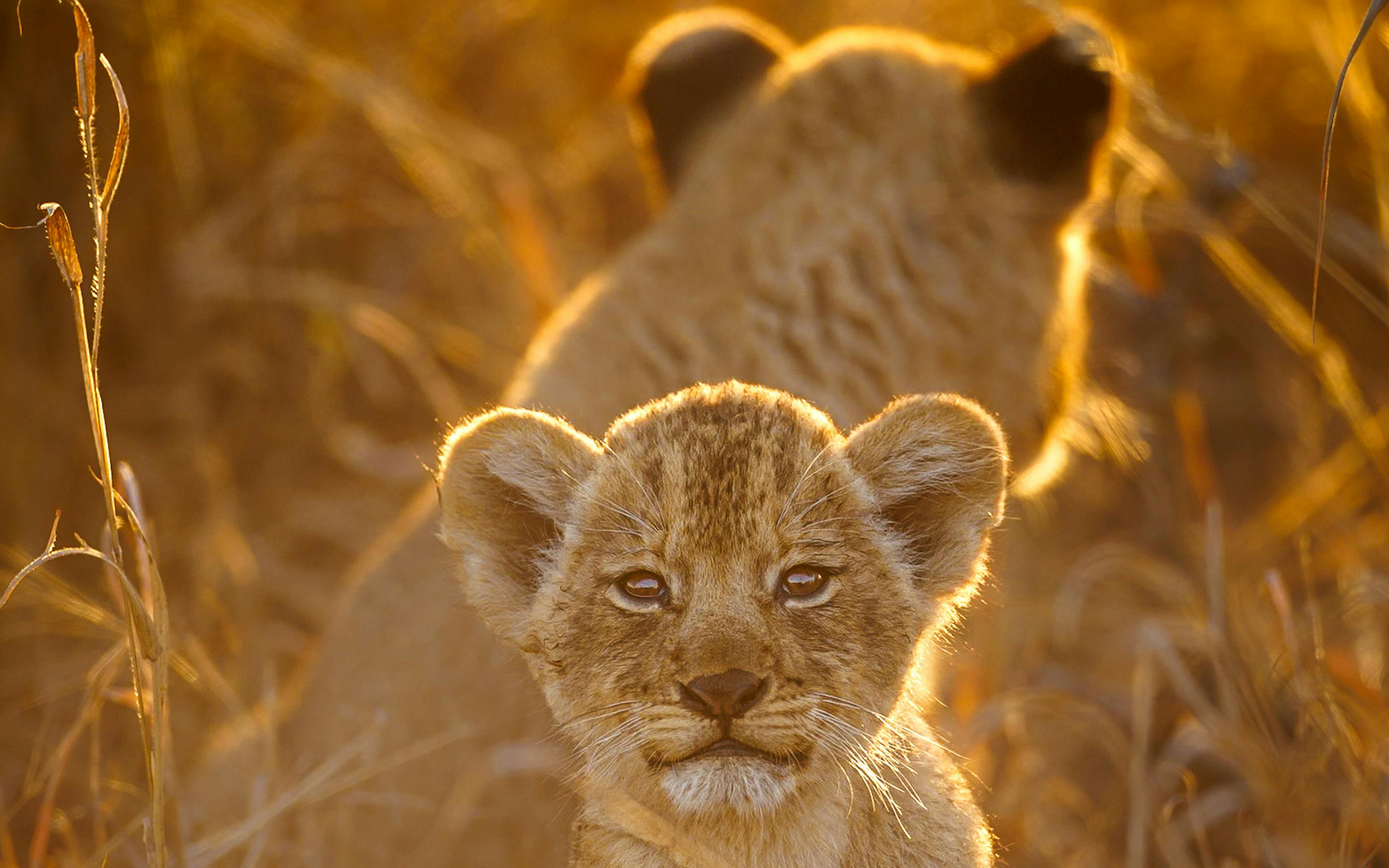 A young lion cub rests in sunlit grass, looking toward the camera while another lion lies softly out of focus behind.