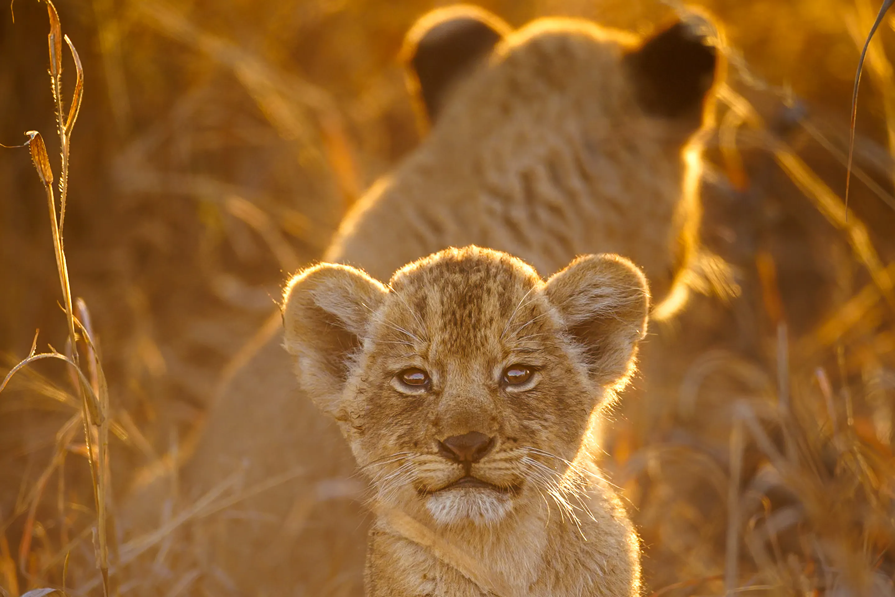 A young lion cub rests in sunlit grass, looking toward the camera while another lion lies softly out of focus behind.