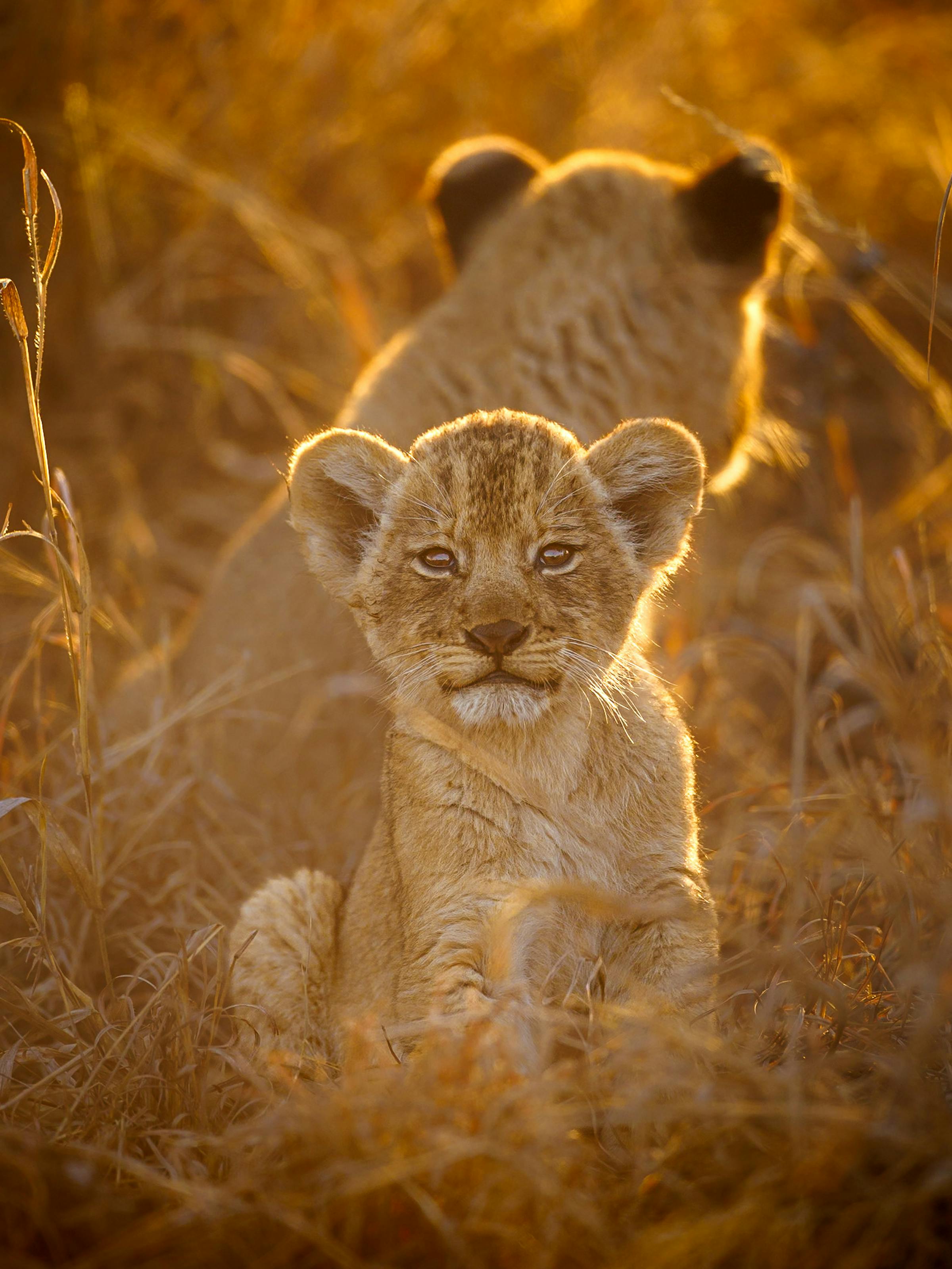 A young lion cub rests in sunlit grass, looking toward the camera while another lion lies softly out of focus behind.