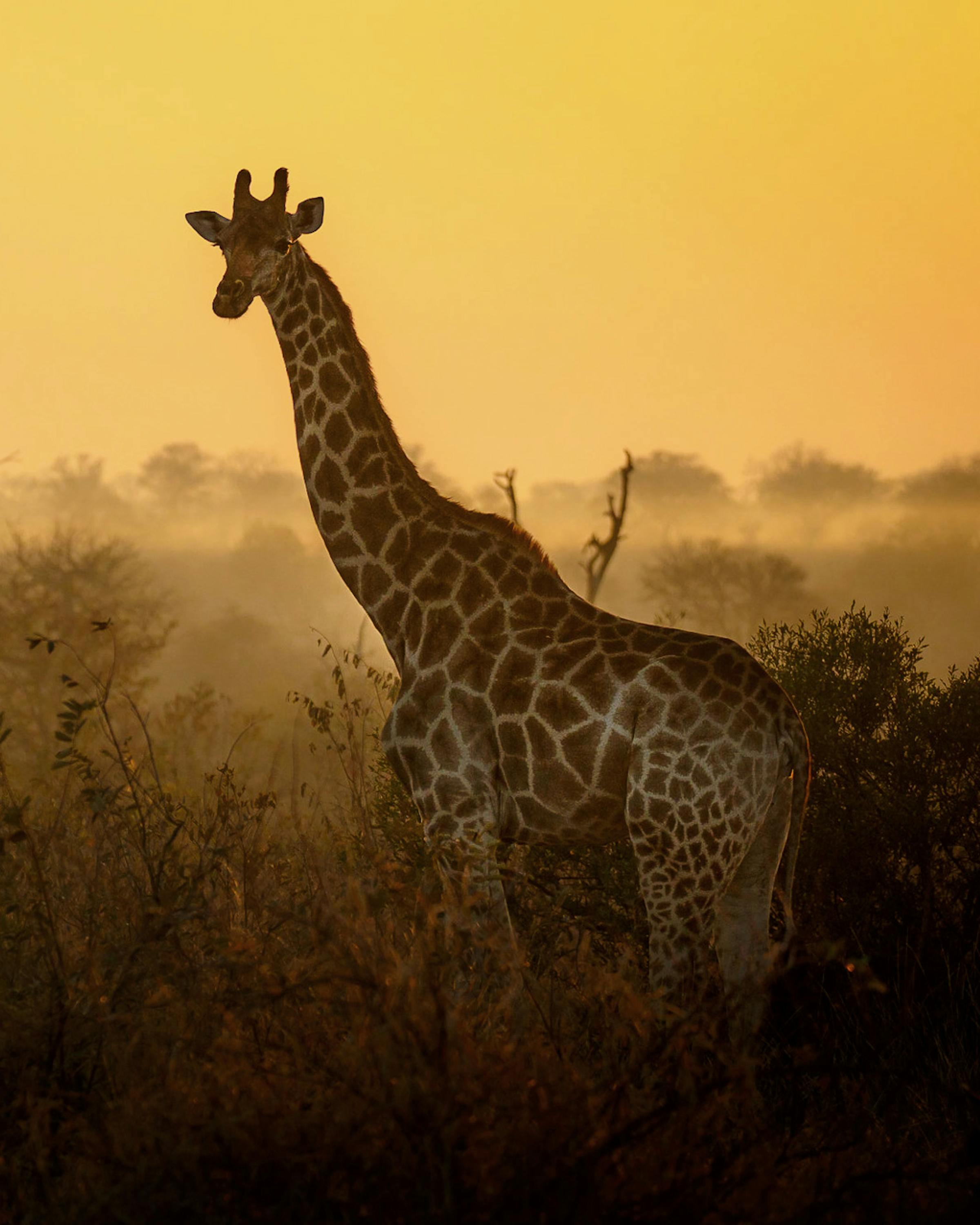 A giraffe stands in hazy sunset light above the bush, its long neck silhouetted against an amber sky behind.