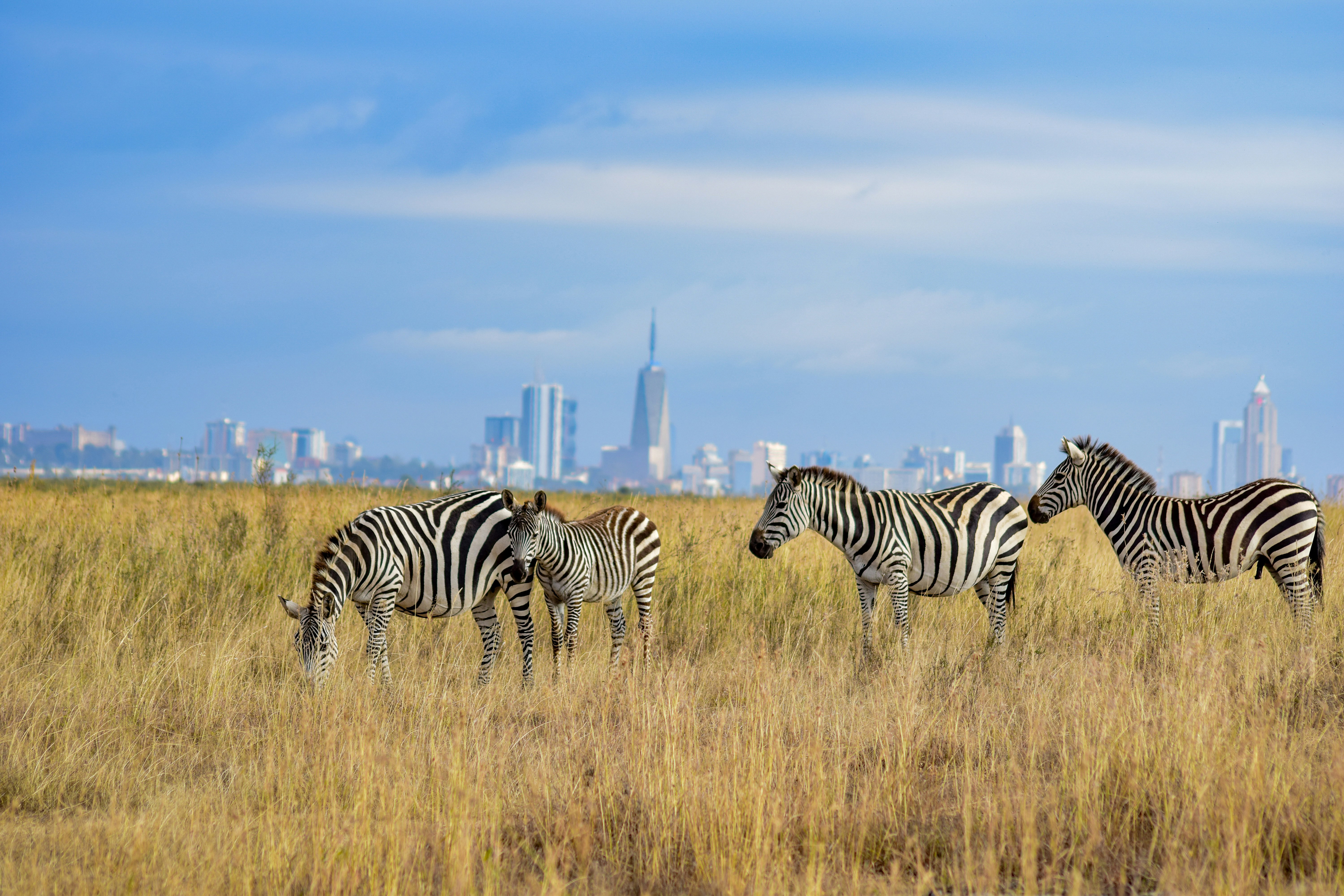 Zebras graze in tall grass at Nairobi National Park, with the city skyline rising in the hazy distance behind.