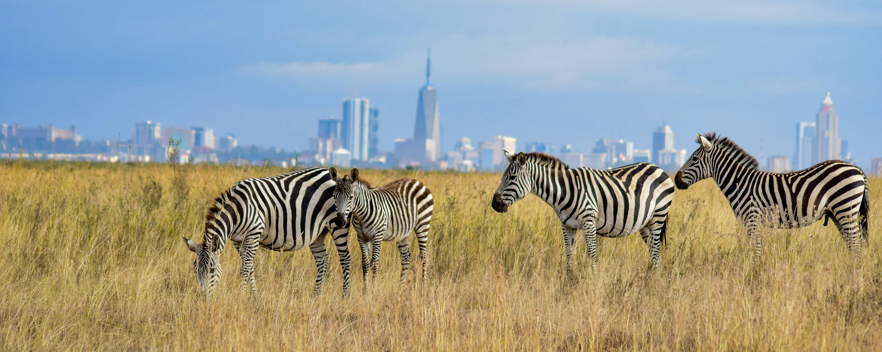 Zebras graze in tall grass at Nairobi National Park, with the city skyline rising in the hazy distance behind.