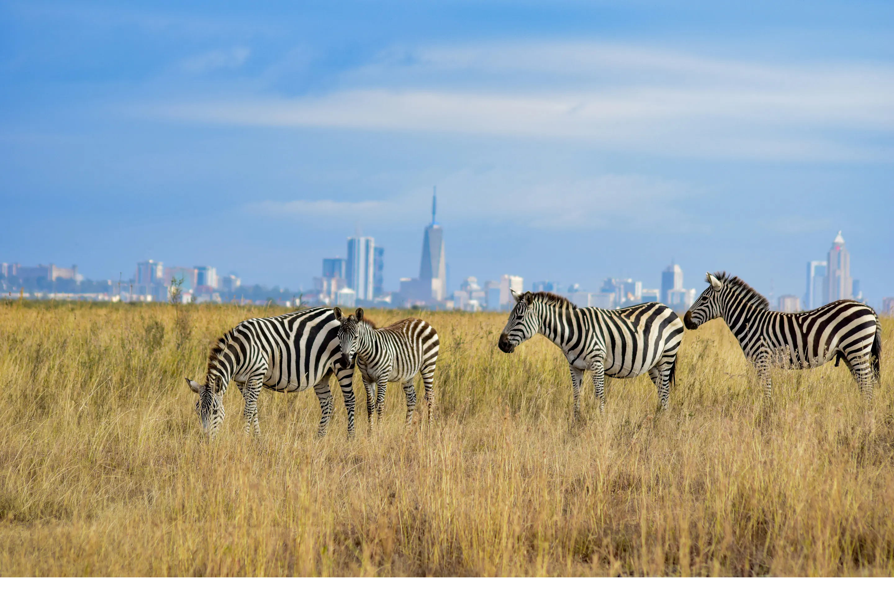 Zebras graze in tall grass at Nairobi National Park, with the city skyline rising in the hazy distance behind.