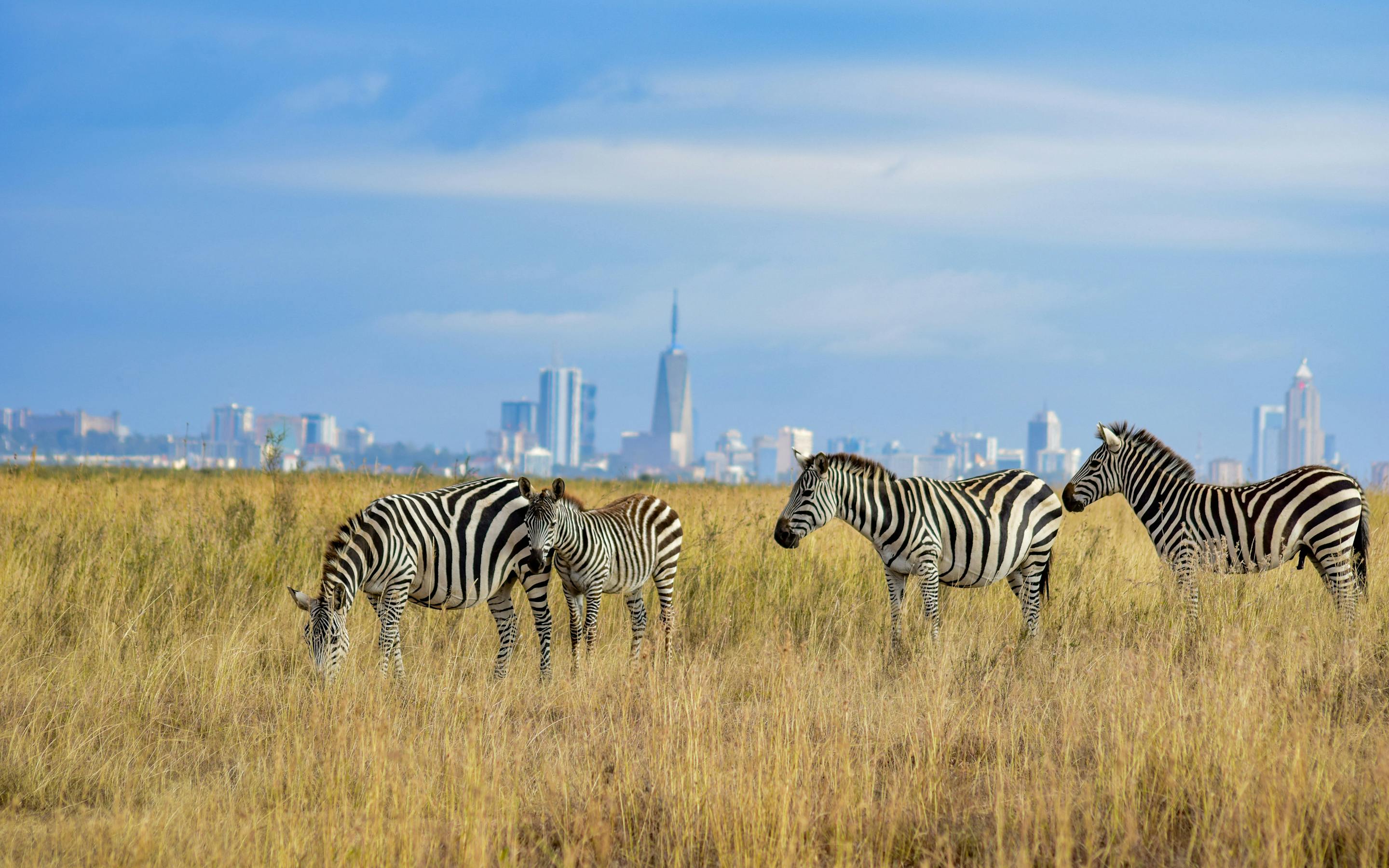Zebras graze in tall grass at Nairobi National Park, with the city skyline rising in the hazy distance behind.