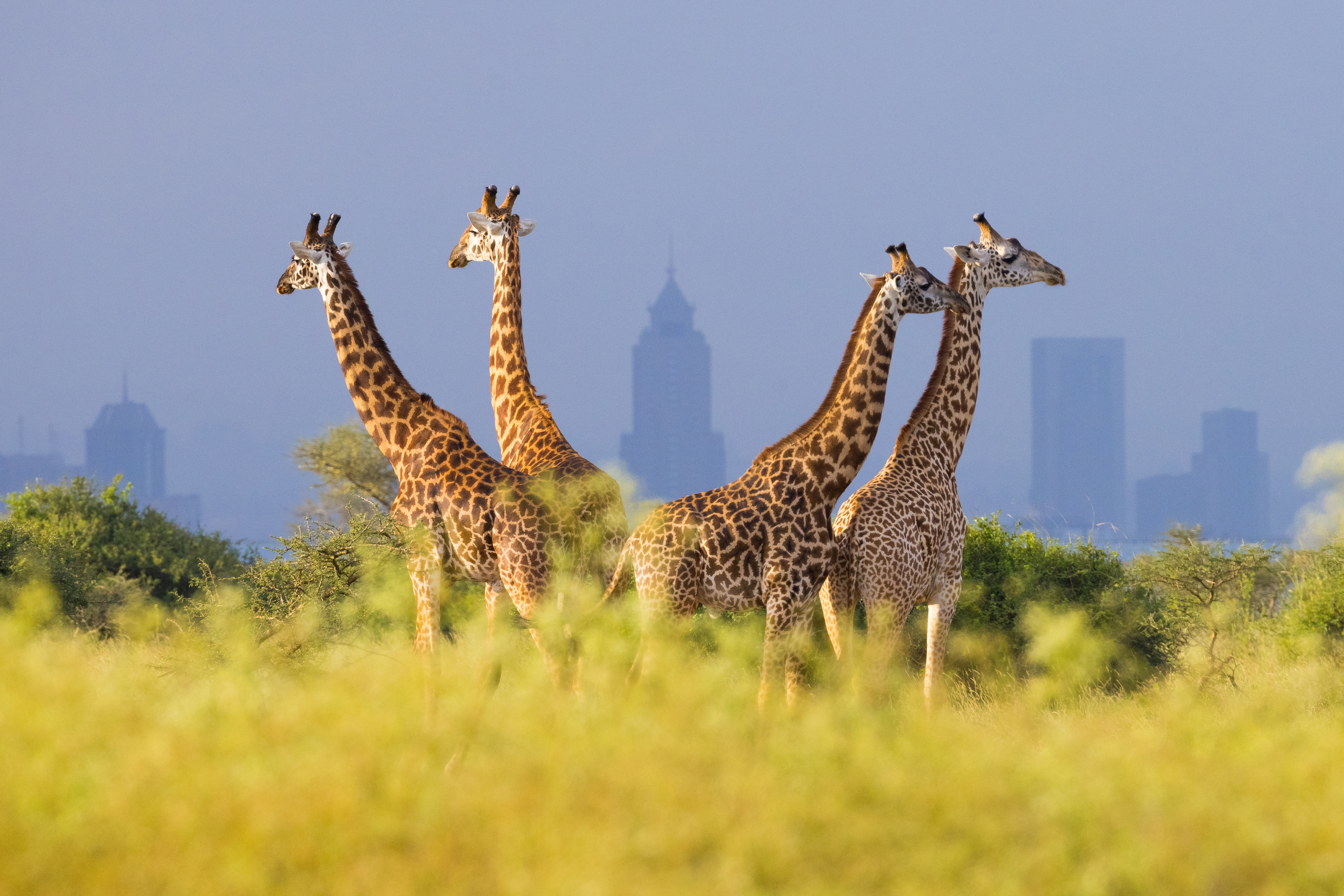 Four giraffes stand in green grass with Nairobi’s skyline behind them, their long necks silhouetted in haze.