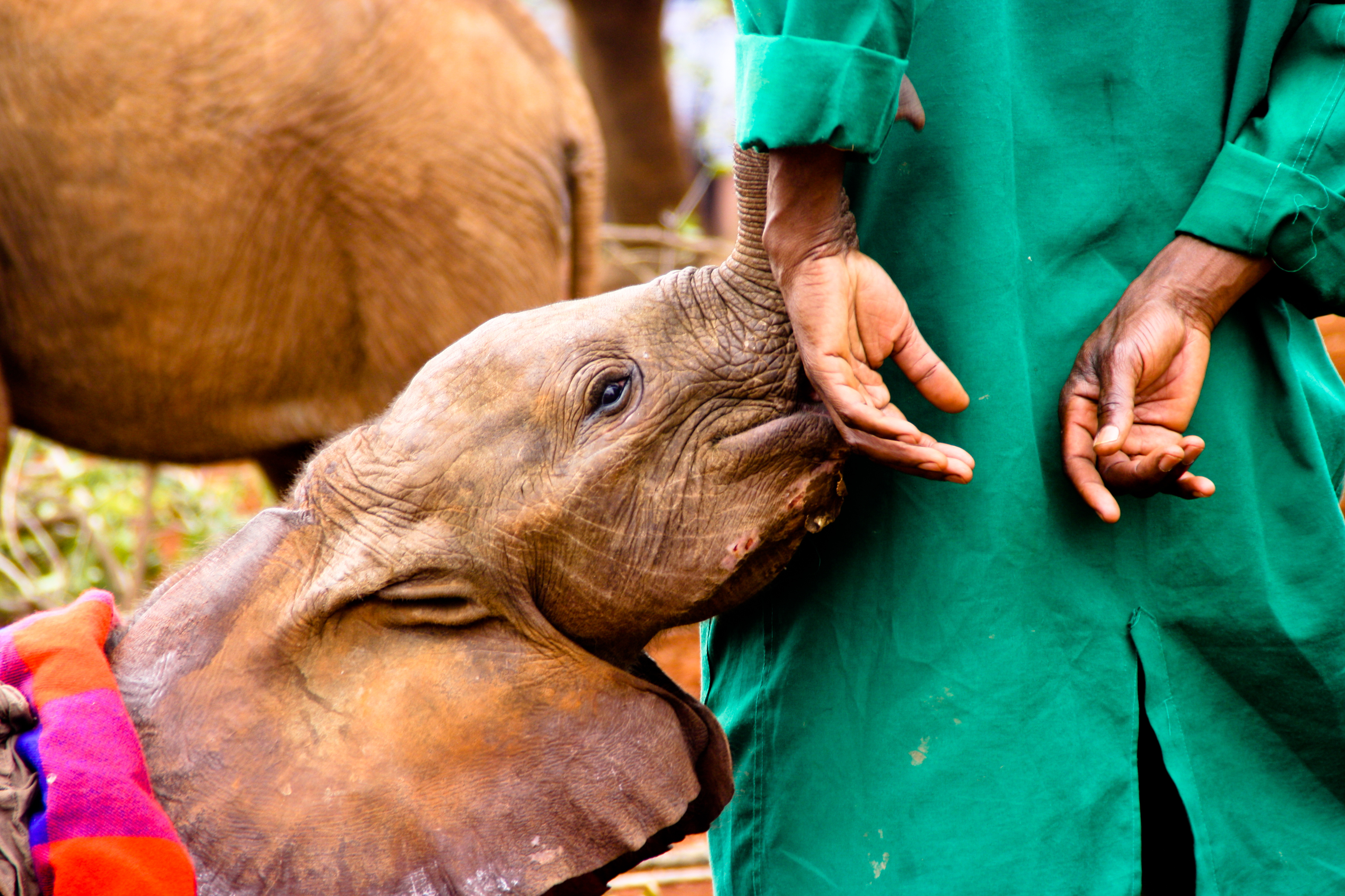 A young elephant calf presses against a keeper’s leg, its trunk reaching up during a gentle care moment.