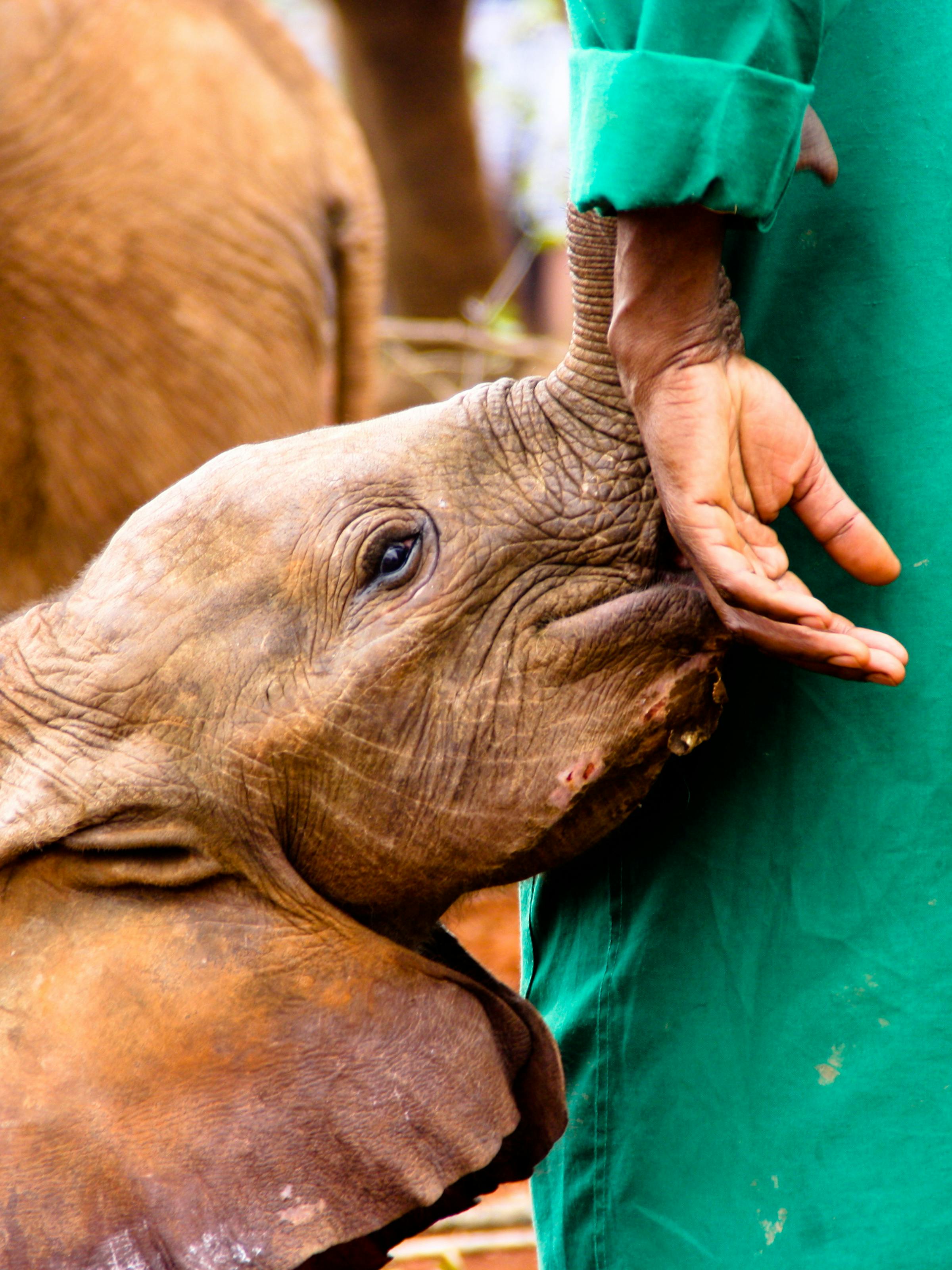 A young elephant calf presses against a keeper’s leg, its trunk reaching up during a gentle care moment.