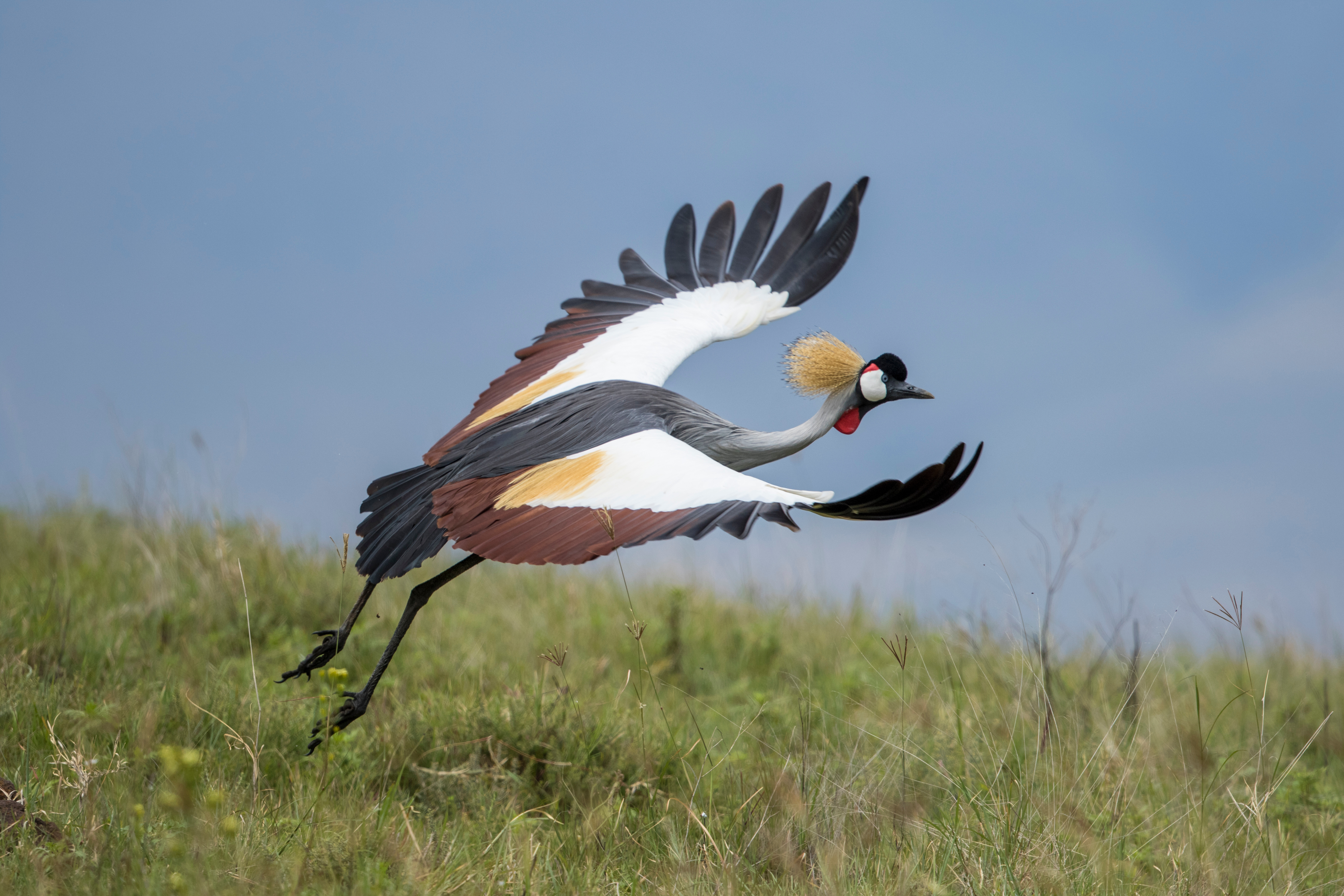 A crowned crane flies low over green grass, wings spread wide as it lifts off above the Ngorongoro plains.