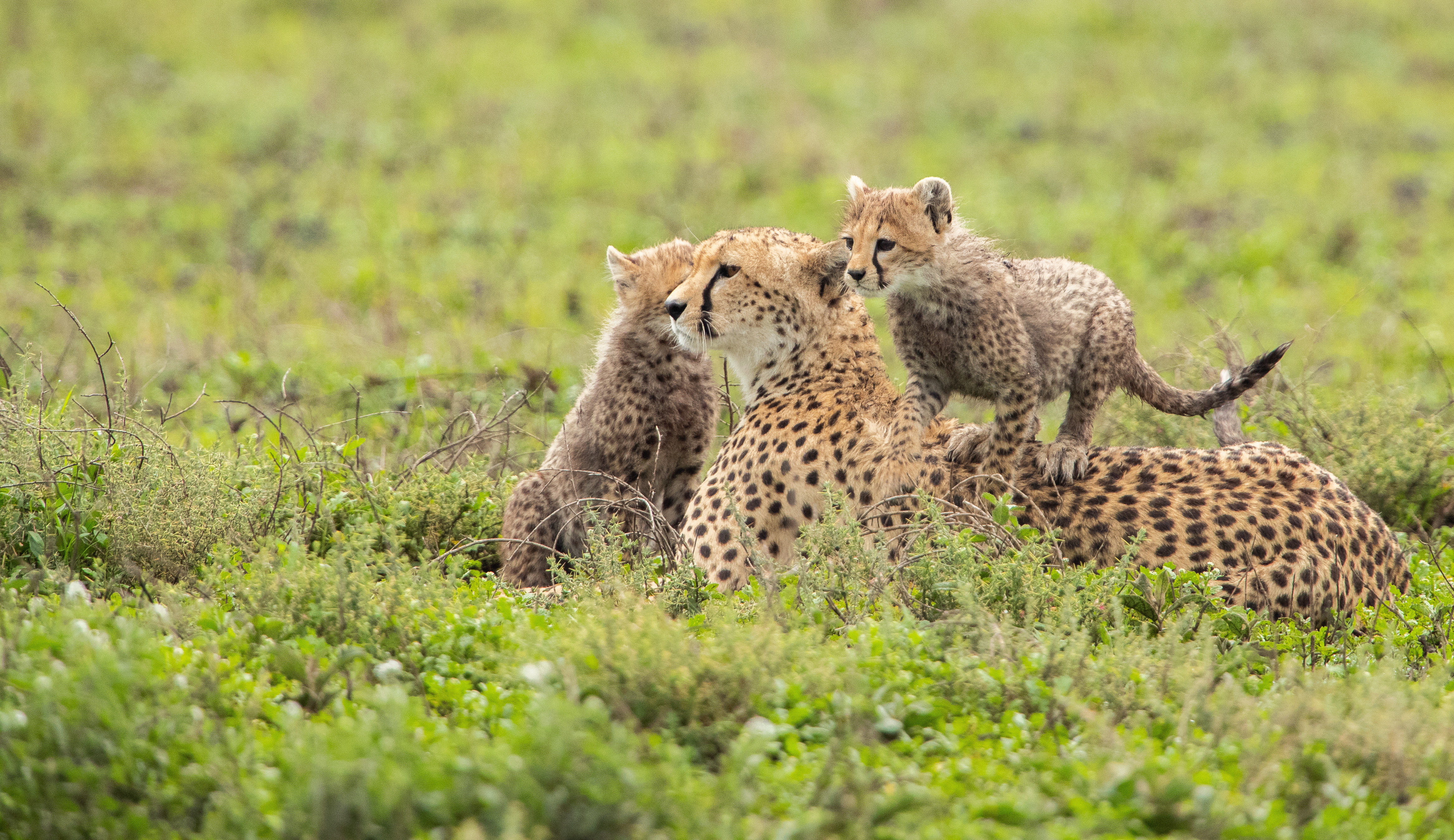 A cheetah lies in short grass with two cubs climbing over its back, their spotted coats blending into the savanna.