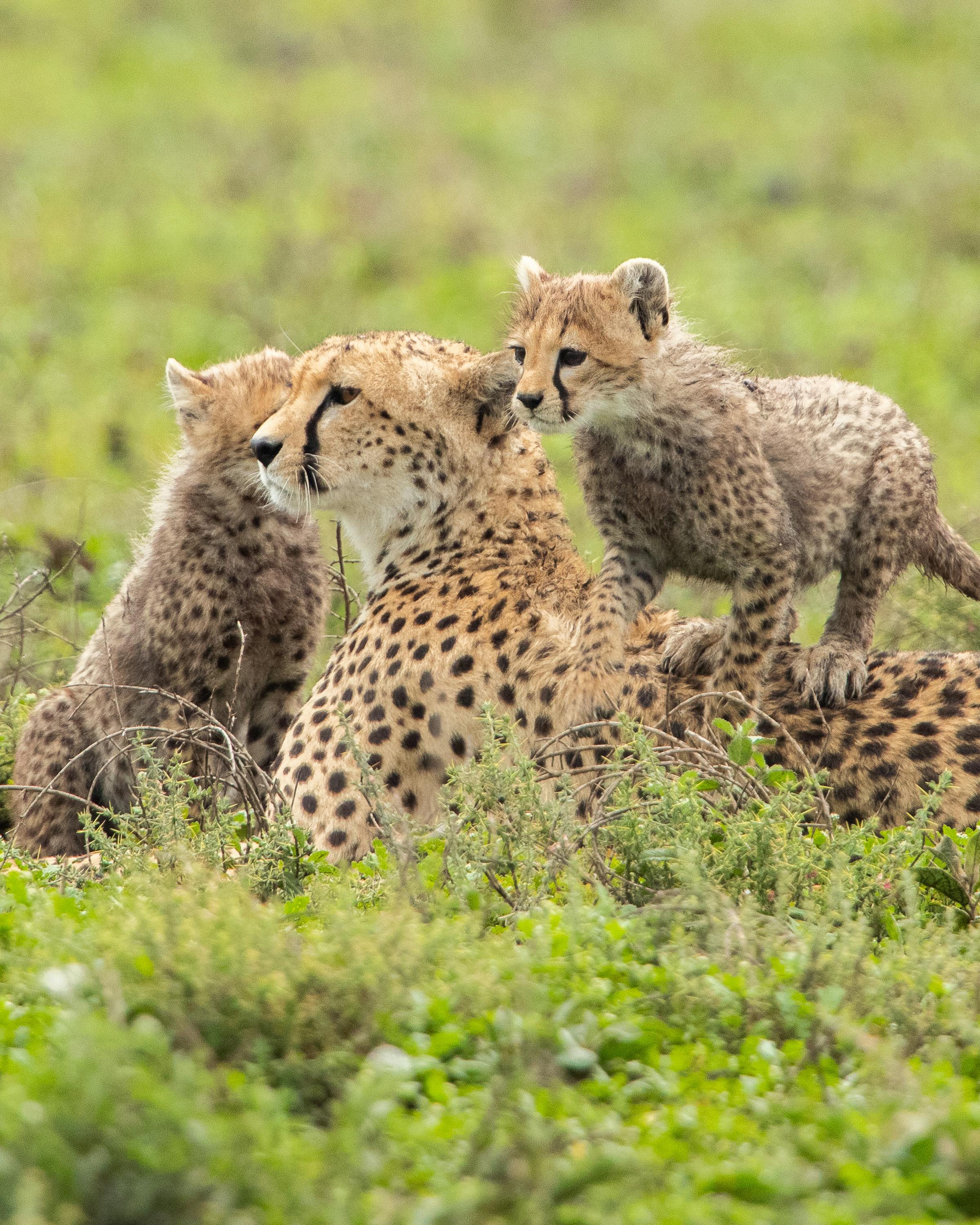A cheetah lies in short grass with two cubs climbing over its back, their spotted coats blending into the savanna.