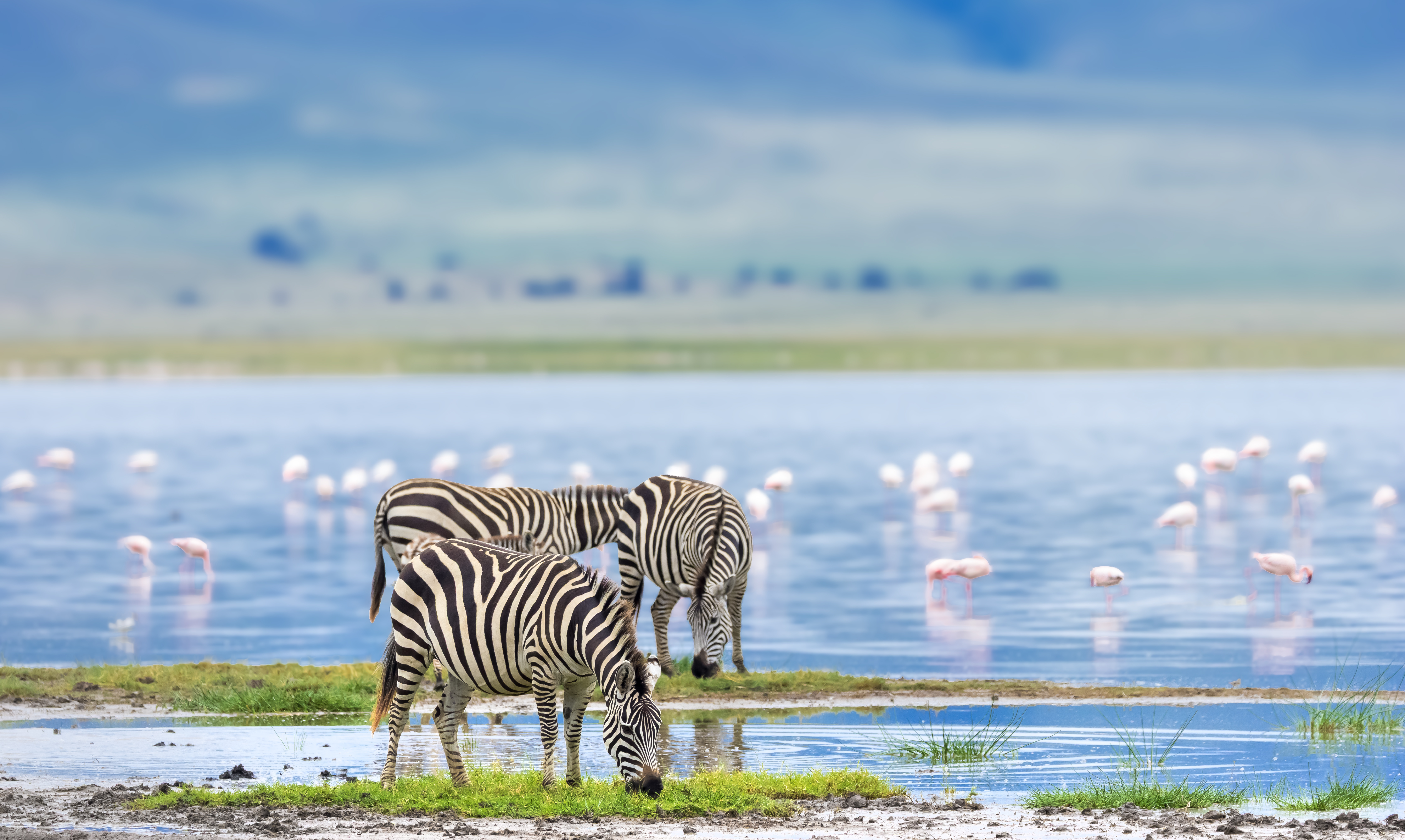 Three zebras stand at the edge of a shallow lake with flamingos behind them, set against soft blue horizons.