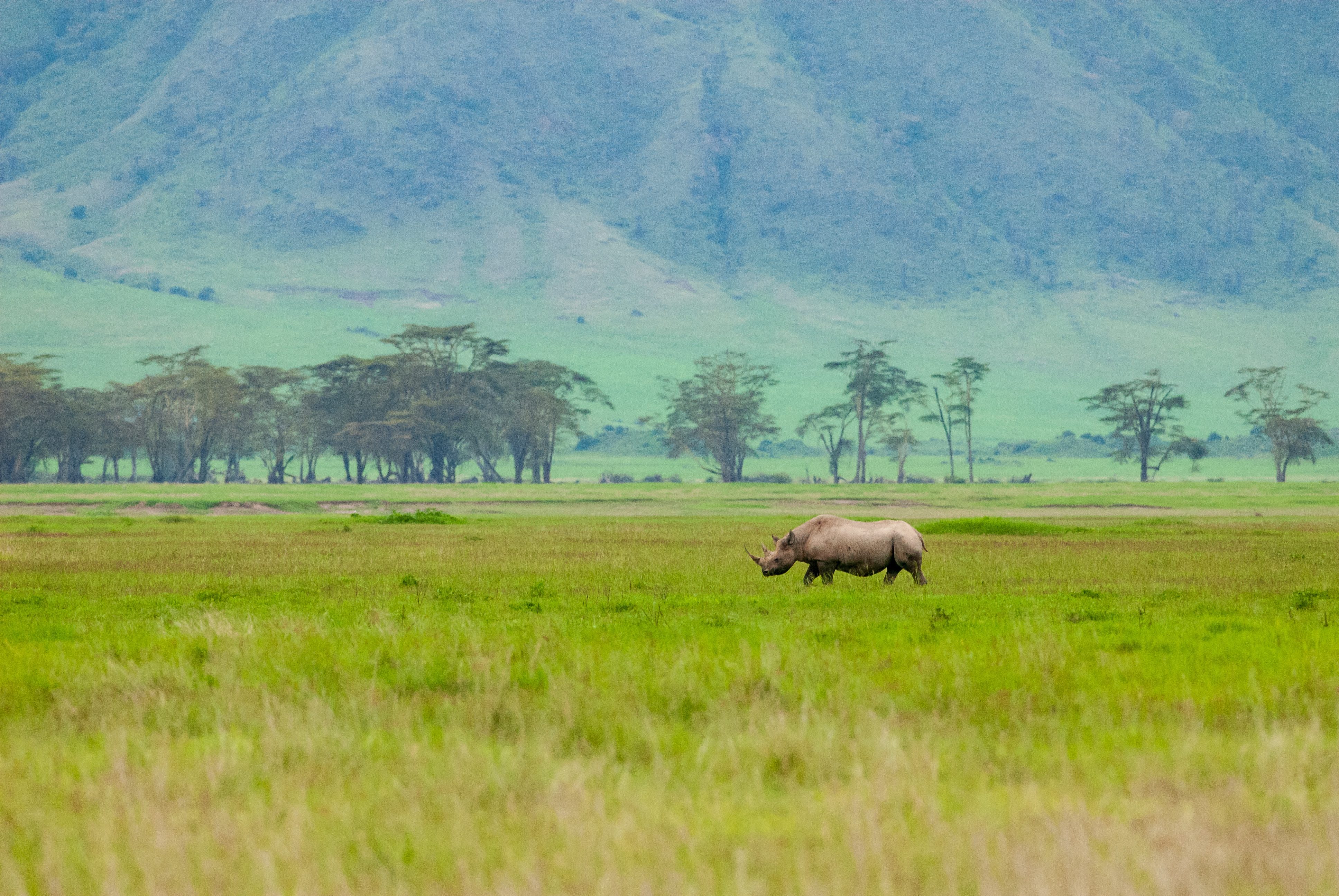 A lone rhinoceros grazes on open green plains, with a blue-gray mountain wall of the crater in the distance.
