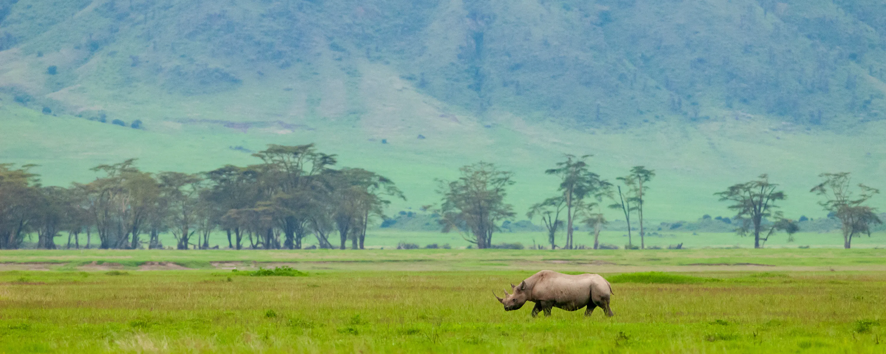 A lone rhinoceros grazes on open green plains, with a blue-gray mountain wall of the crater in the distance.
