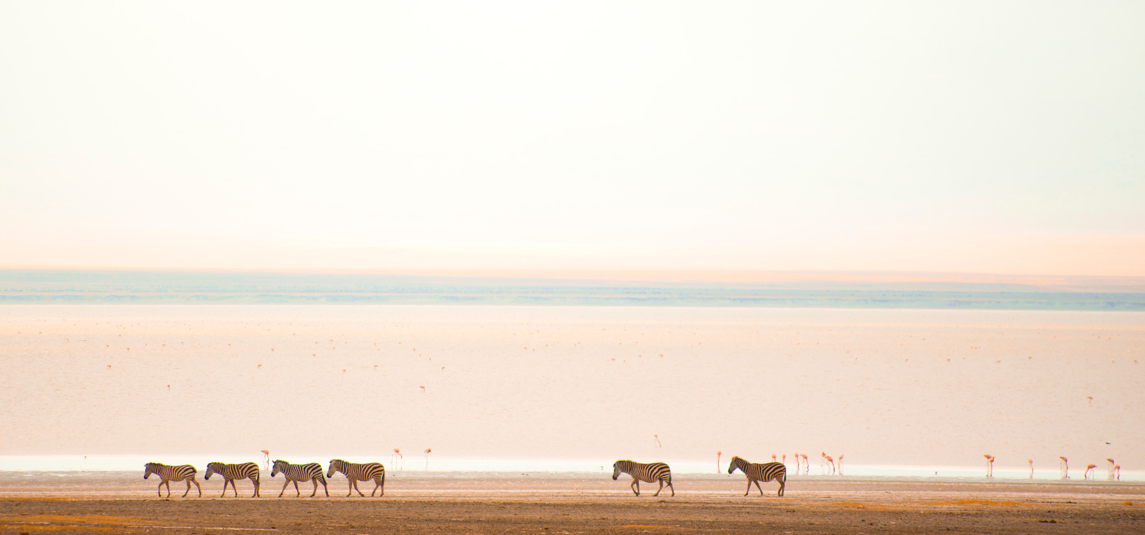 Herds of wildebeest cross a broad shoreline at dawn, leaving dark shapes against pale water and sky behind.
