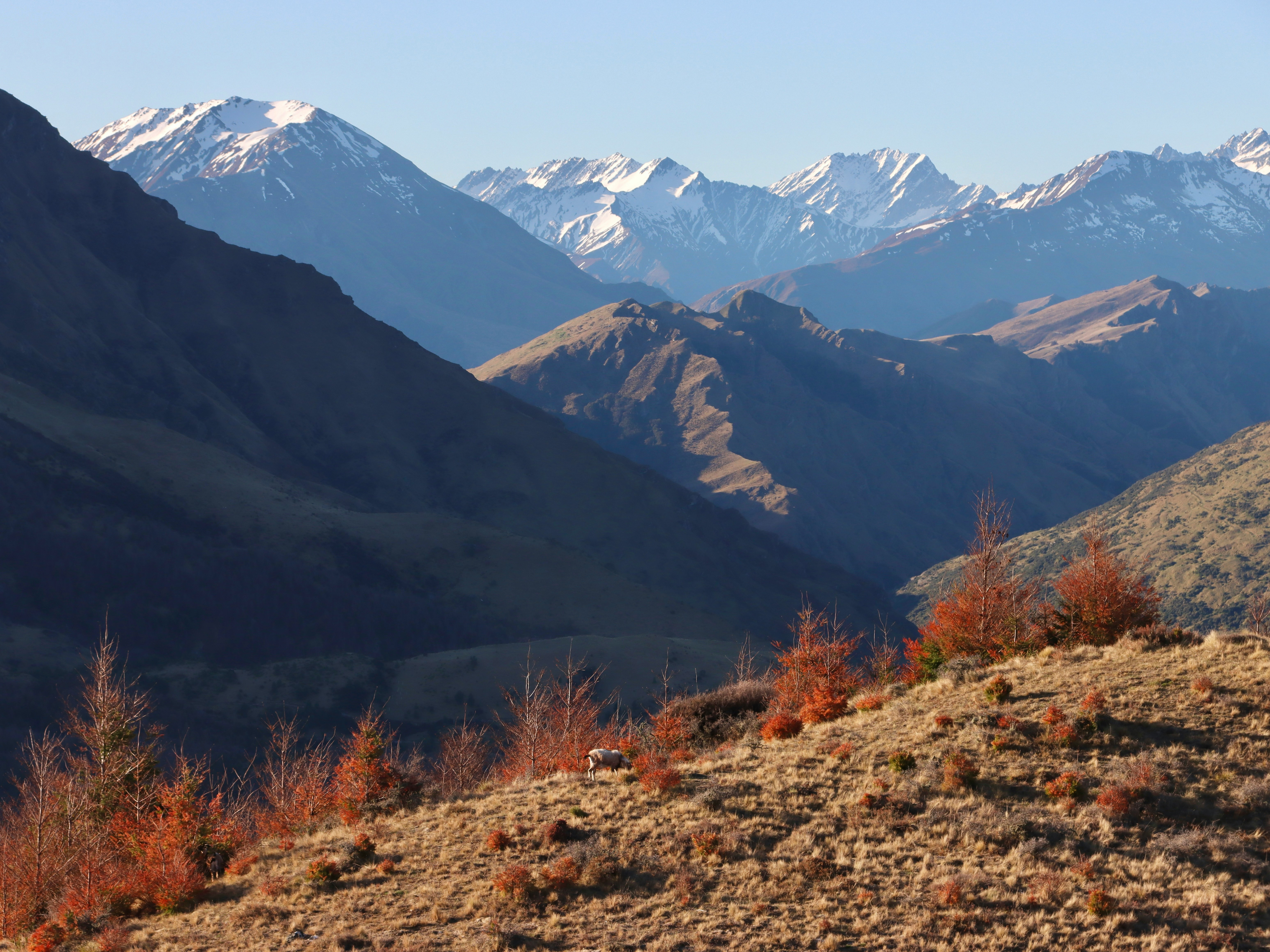 Snow-capped mountains rise above a Queenstown valley, with orange shrubs and rocky ground in the foreground.