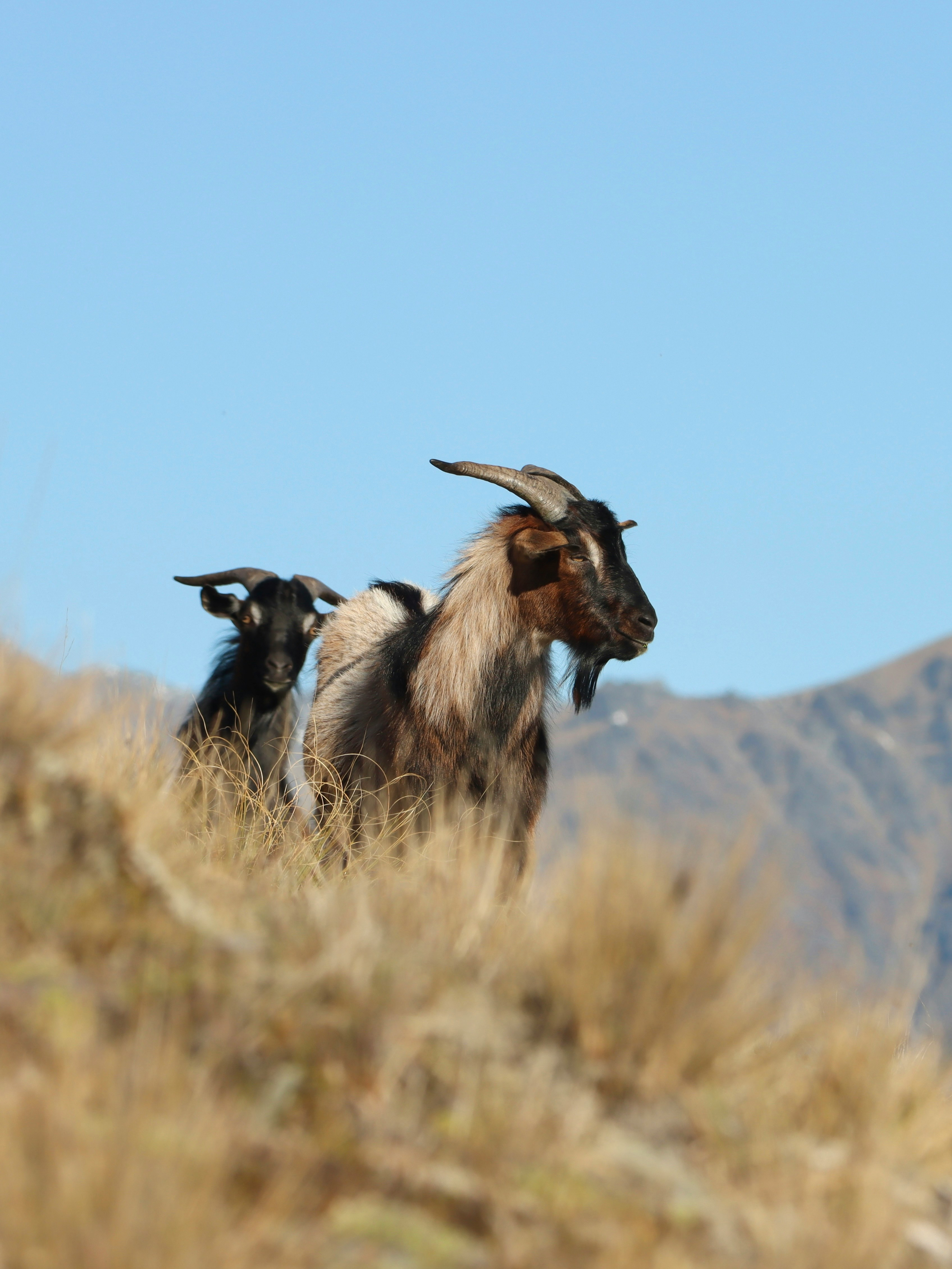 Two goats stand on a grassy hillside under a bright blue sky, their faces in sharp focus with mountains behind.
