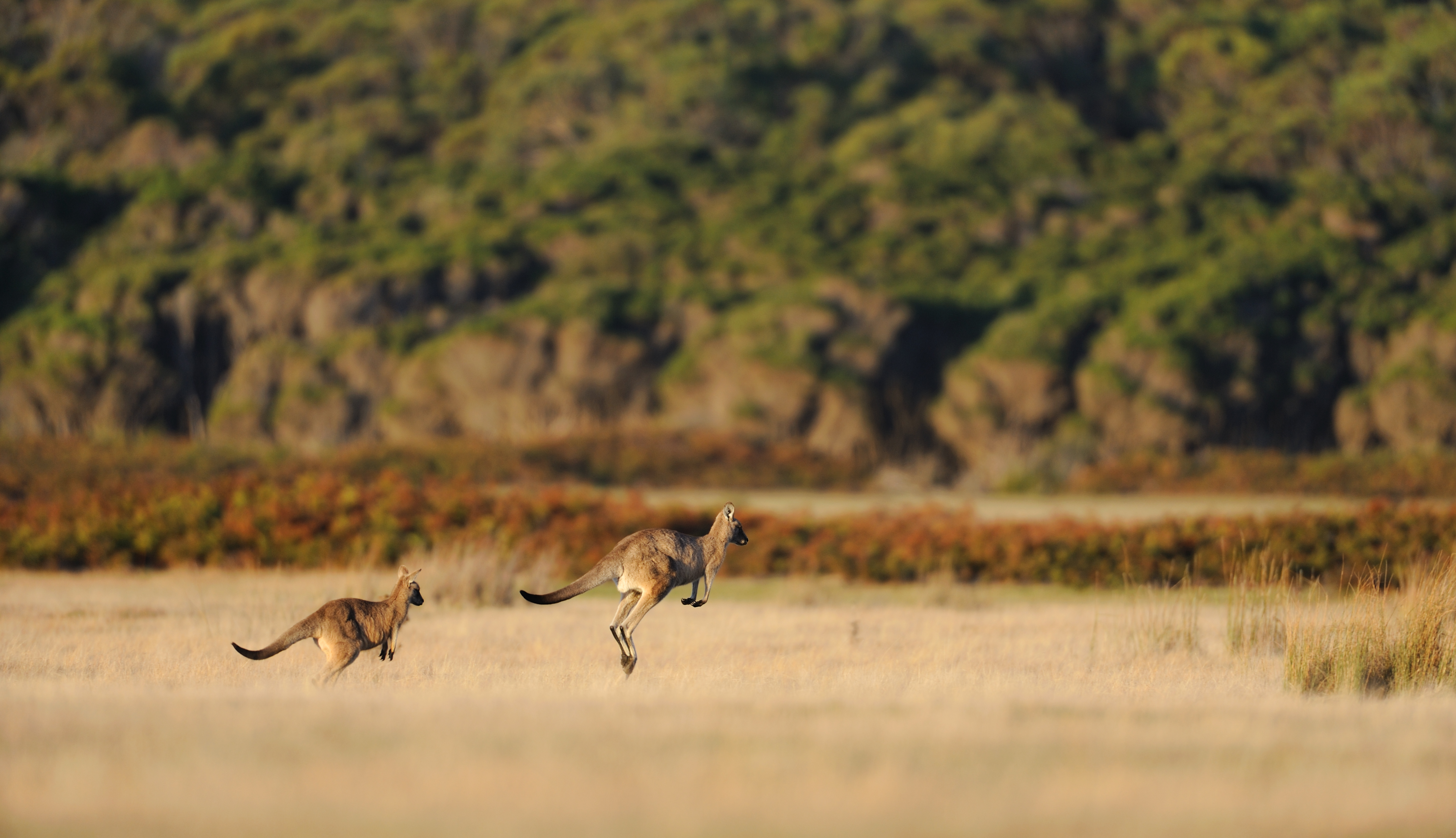 Two kangaroos bound across a golden field at dusk, their silhouettes blurred against a dark green hillside.