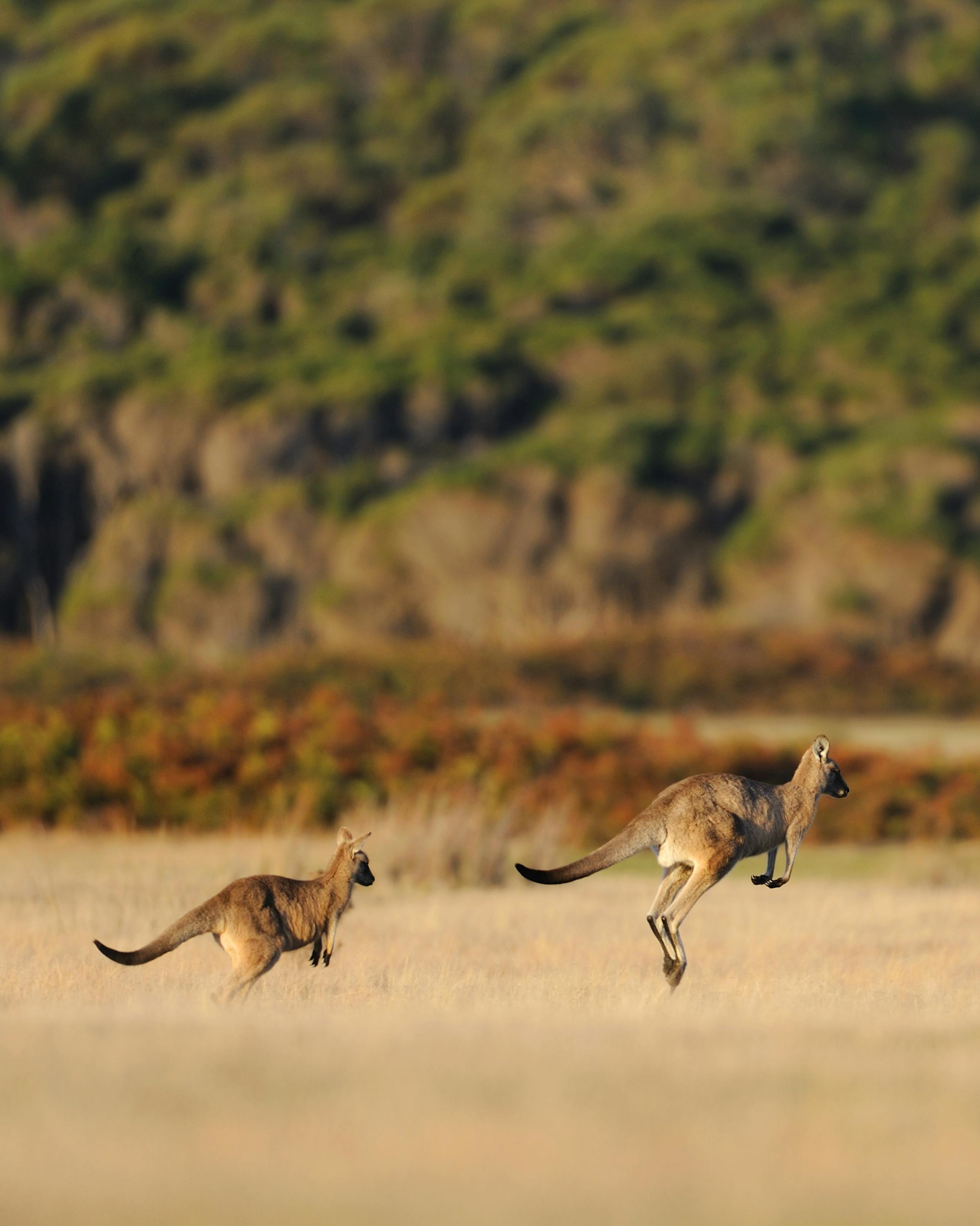 Two kangaroos bound across a golden field at dusk, their silhouettes blurred against a dark green hillside.