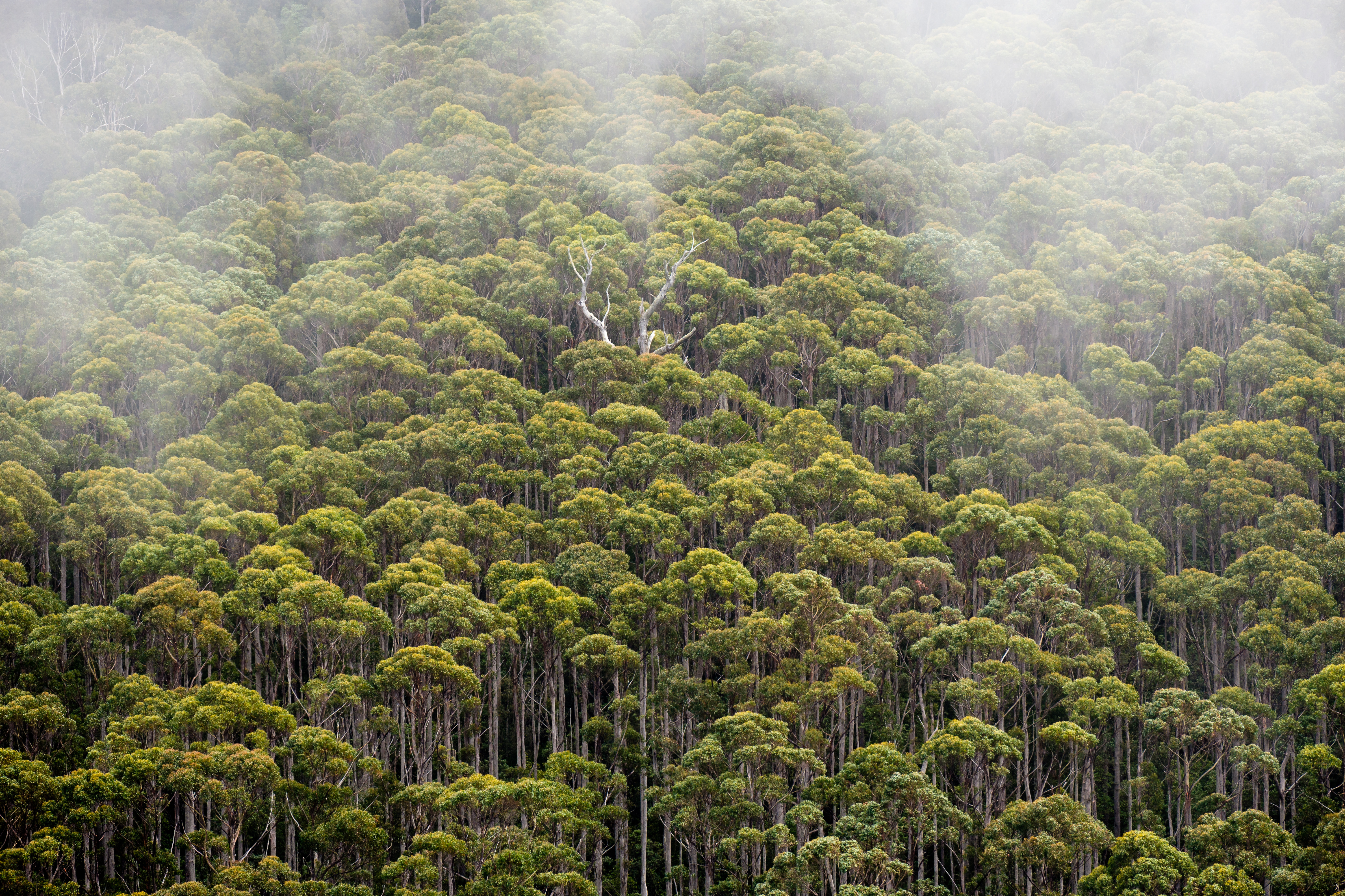 Morning mist drifts over a dense eucalyptus forest canopy, softening the treetops in Tasmania’s wilderness.